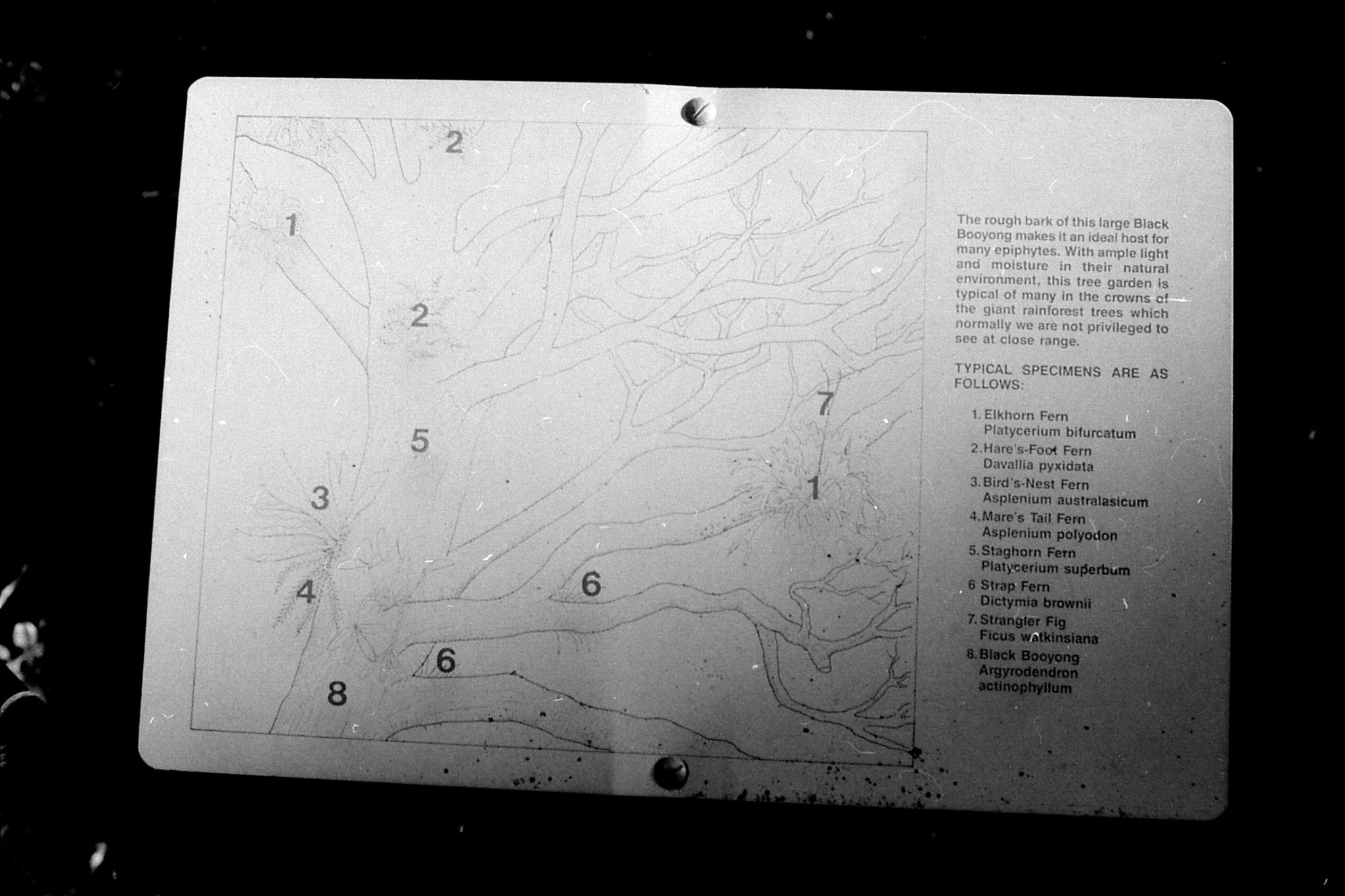 12/10/1990: 30: Mt Lamington forest into