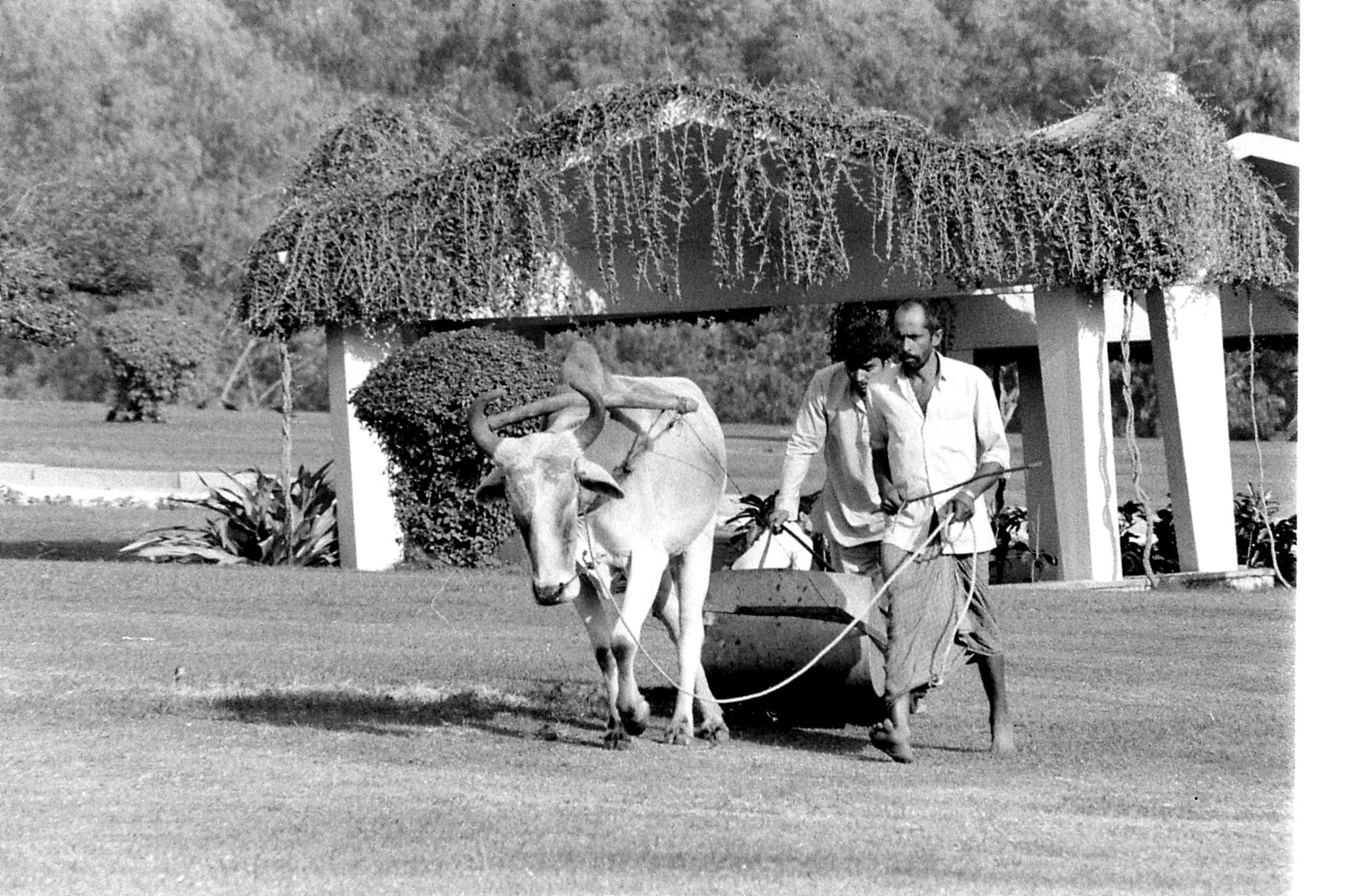 24/11/1989: 20: New Delhi Raj Ghat bullock lawn mower