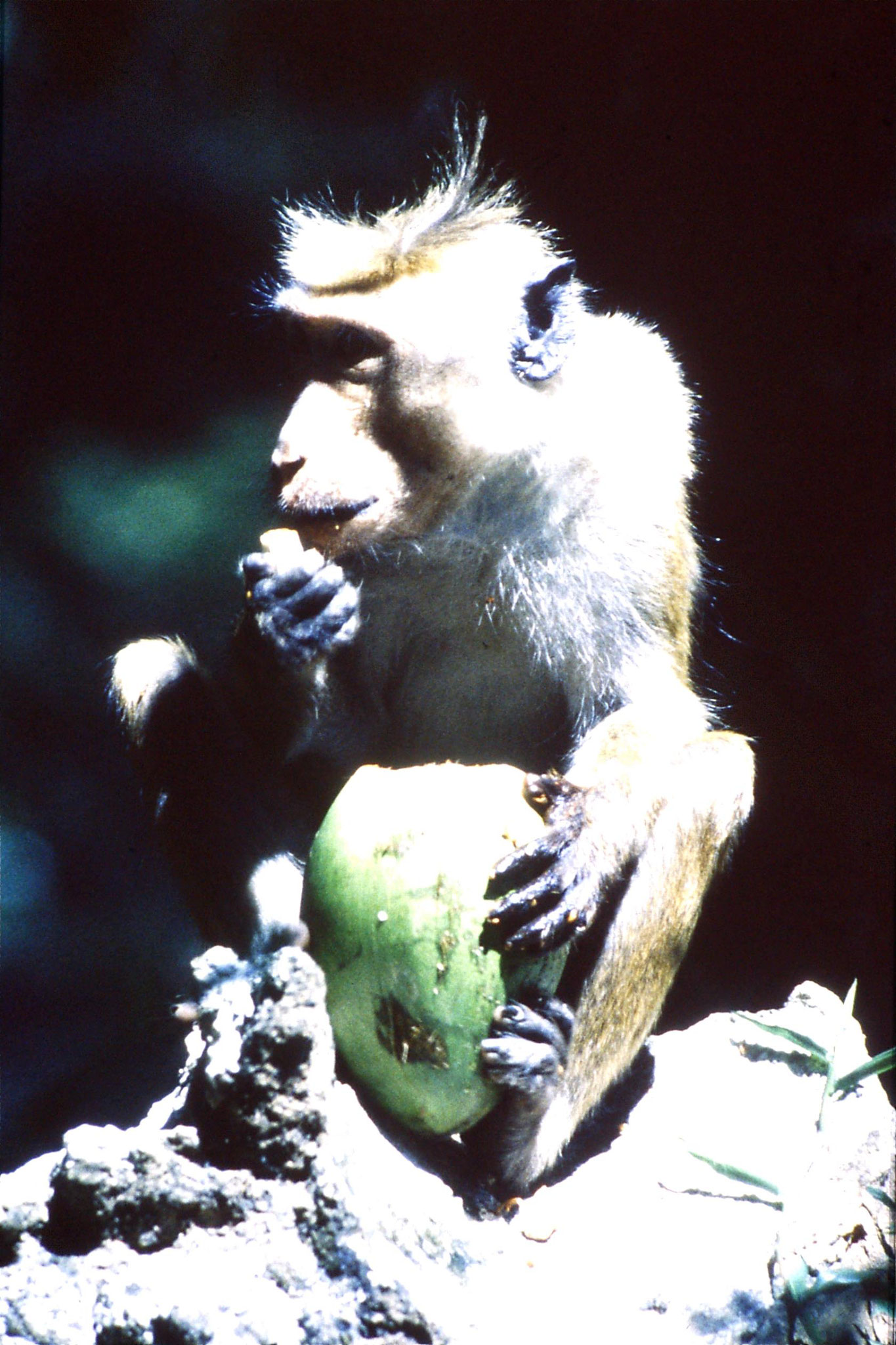 4/2/1990: 21: Kandy next to guesthouse