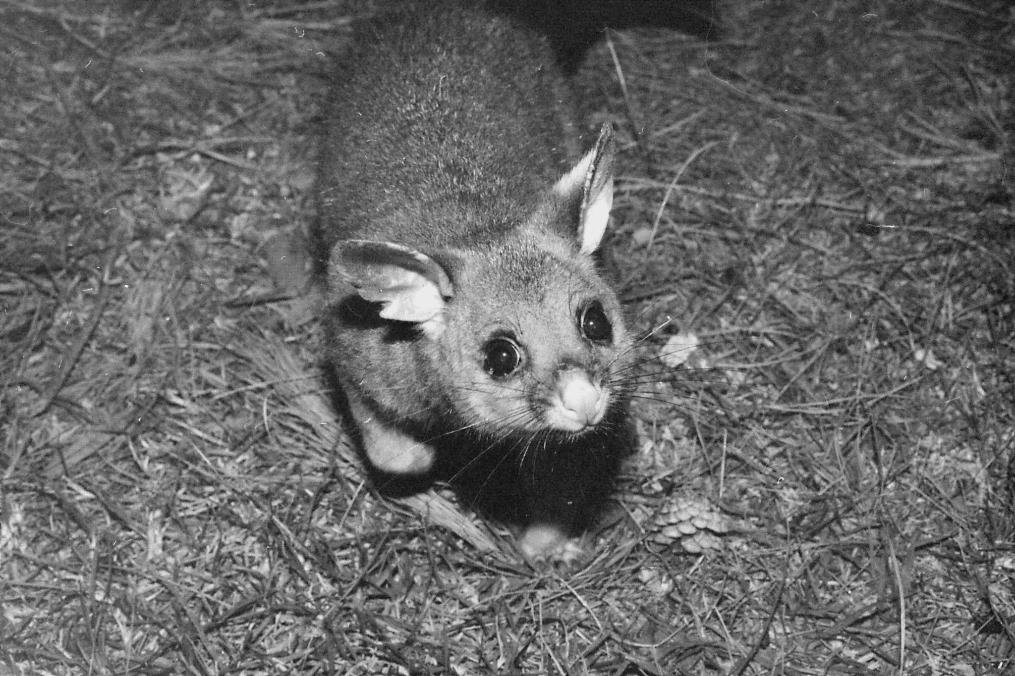 22/9/1990: 4: Dimboola Caravan Park possums