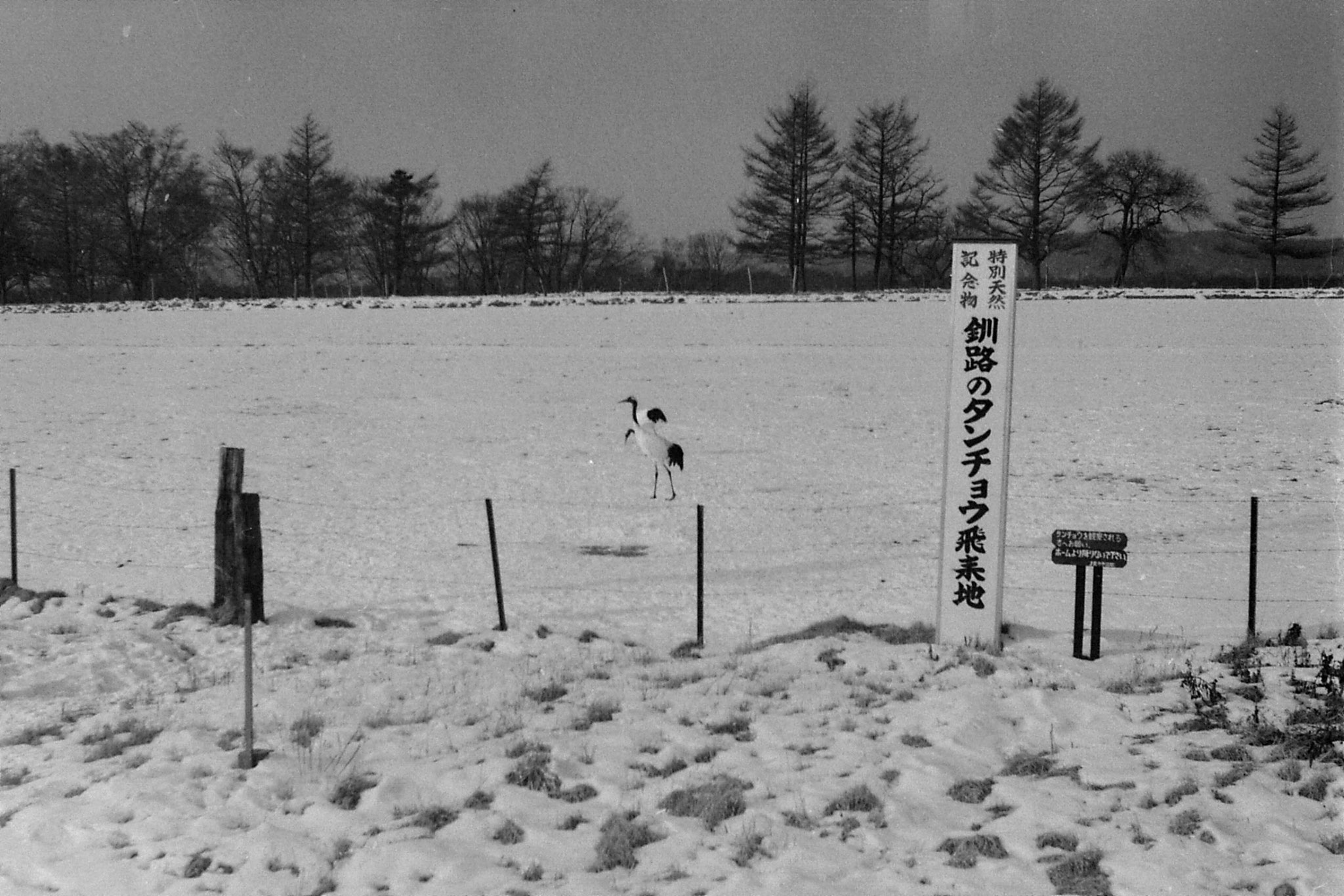 10/1/1989: 34: from train from Kushiro, cranes