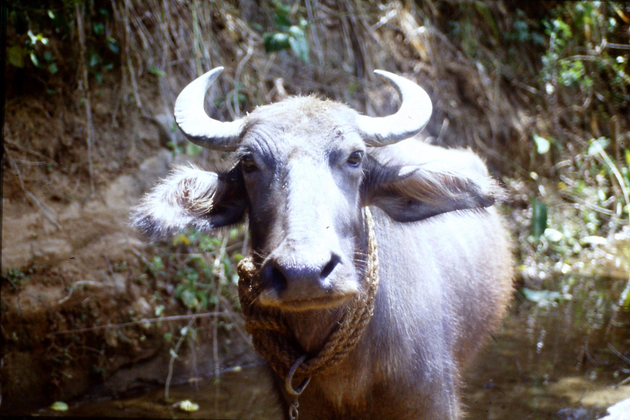 5/2/1990: 19: Outside Kandy 