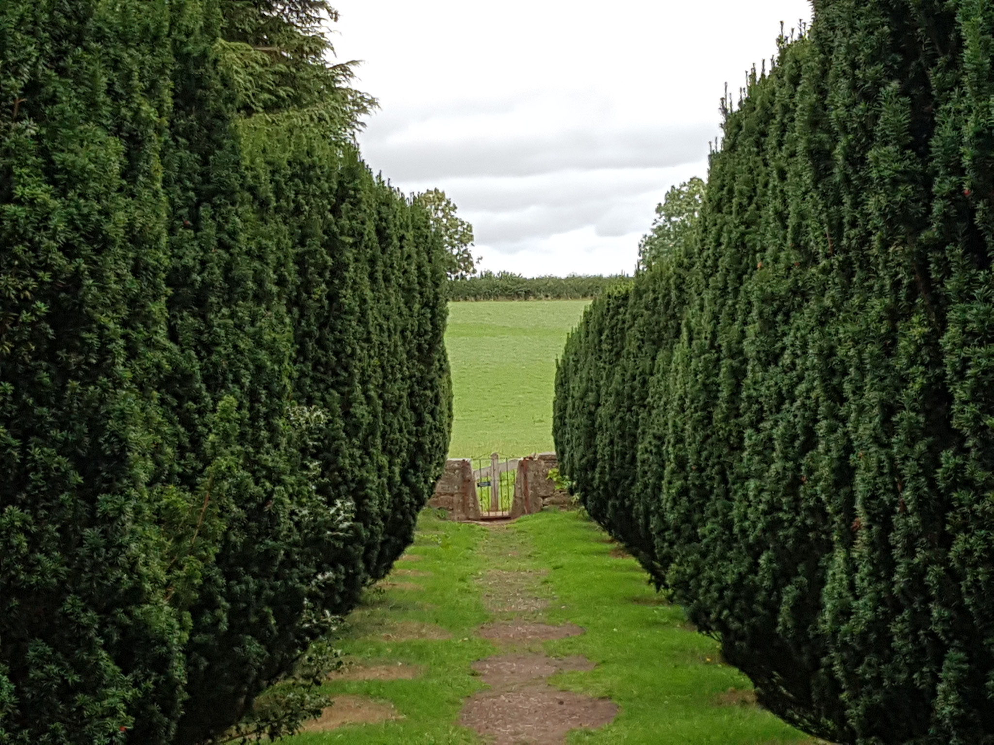 Yew walk leading to graves of the Horner-Asquith set, including Siegfried Sassoon