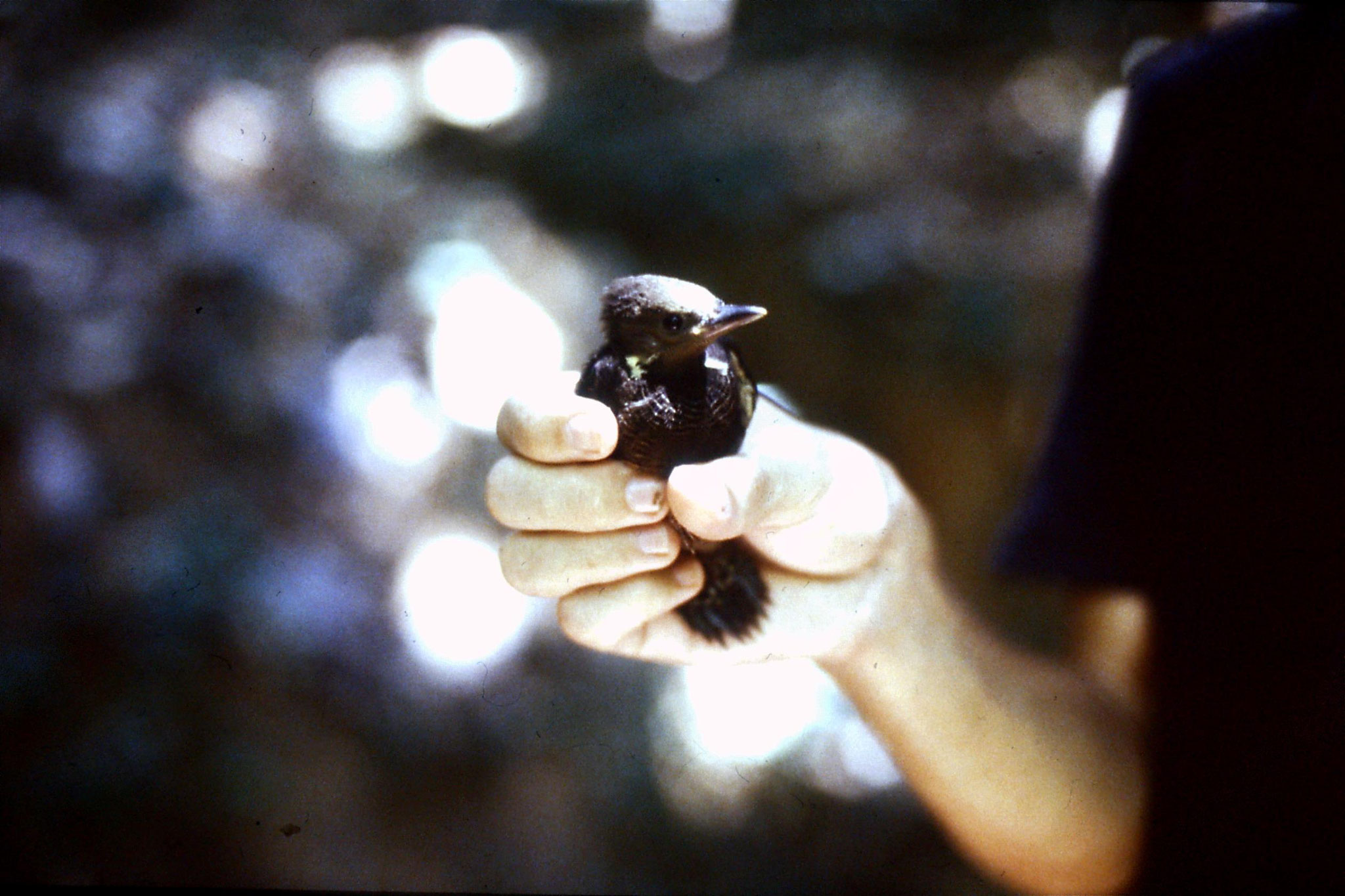 23/6/1990: 36: Tamen Negara woodpecker fledgling