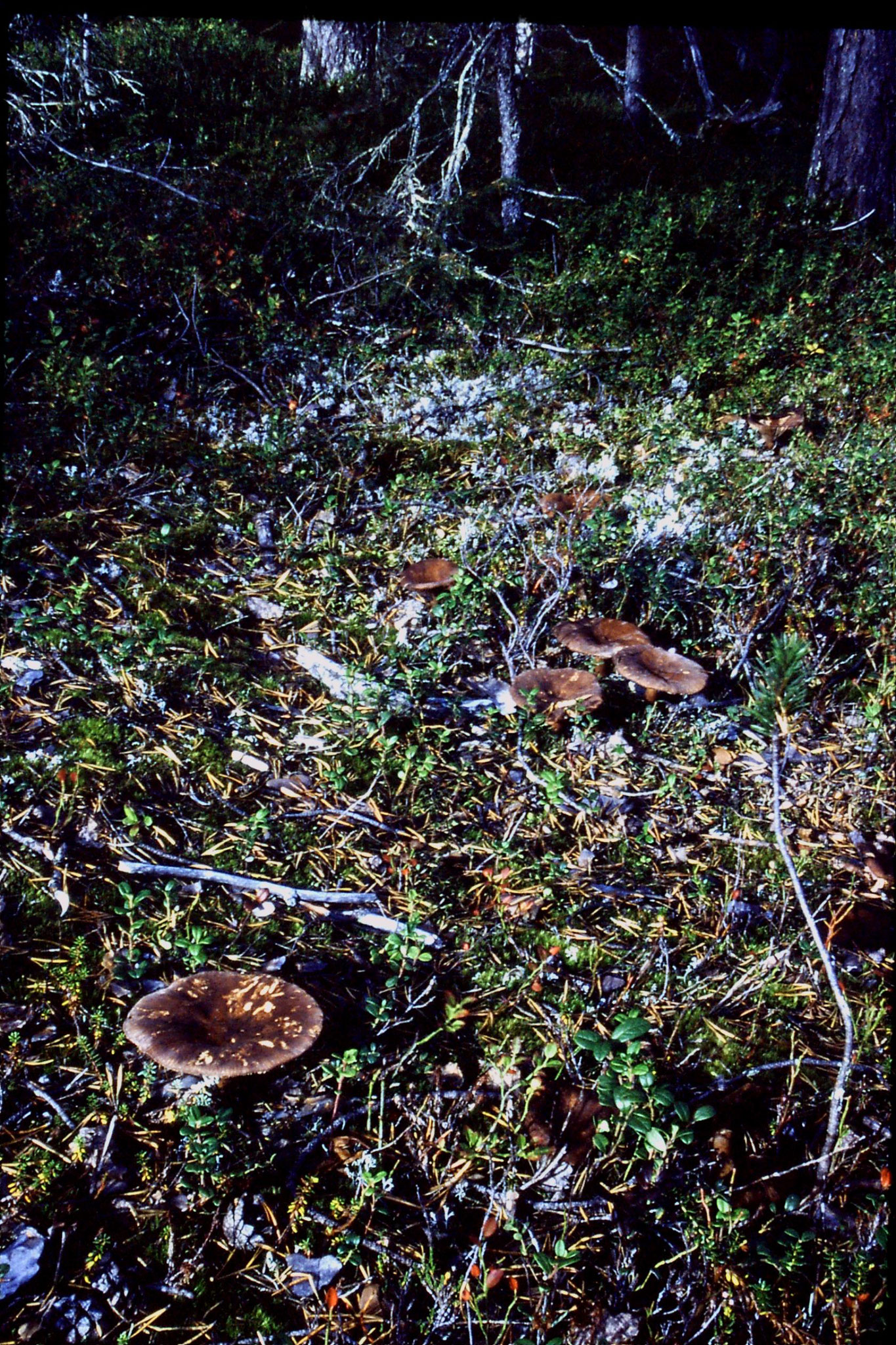 11/9/1988: 4: Muddus National Park