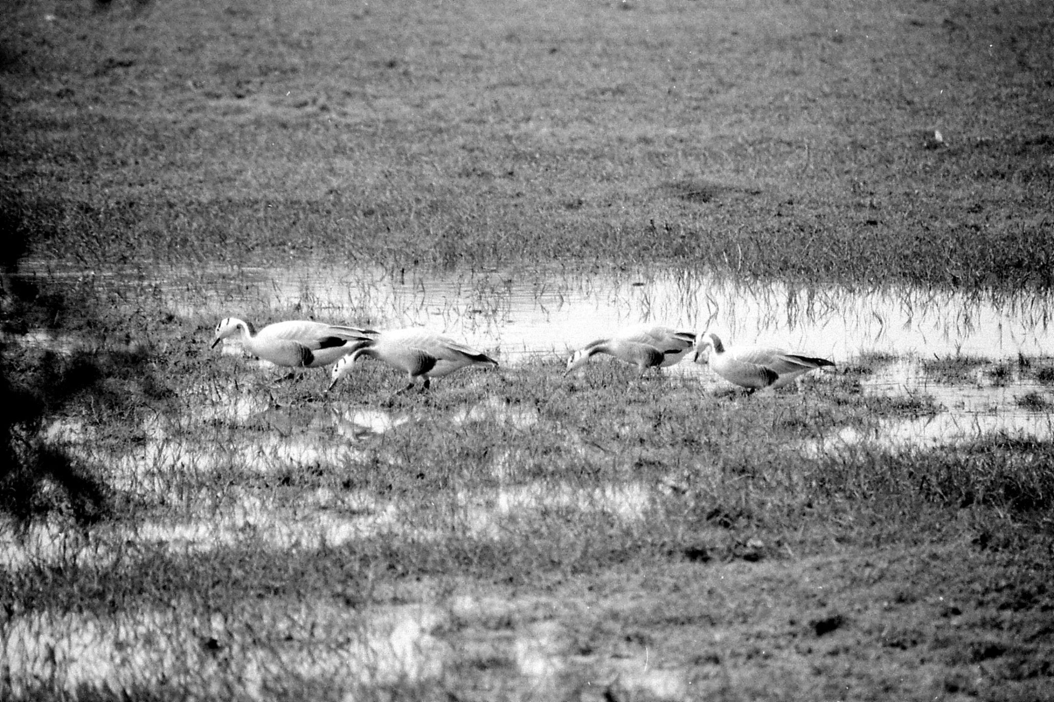 1/4/1990: 9: Bharatpur Bar-headed geese