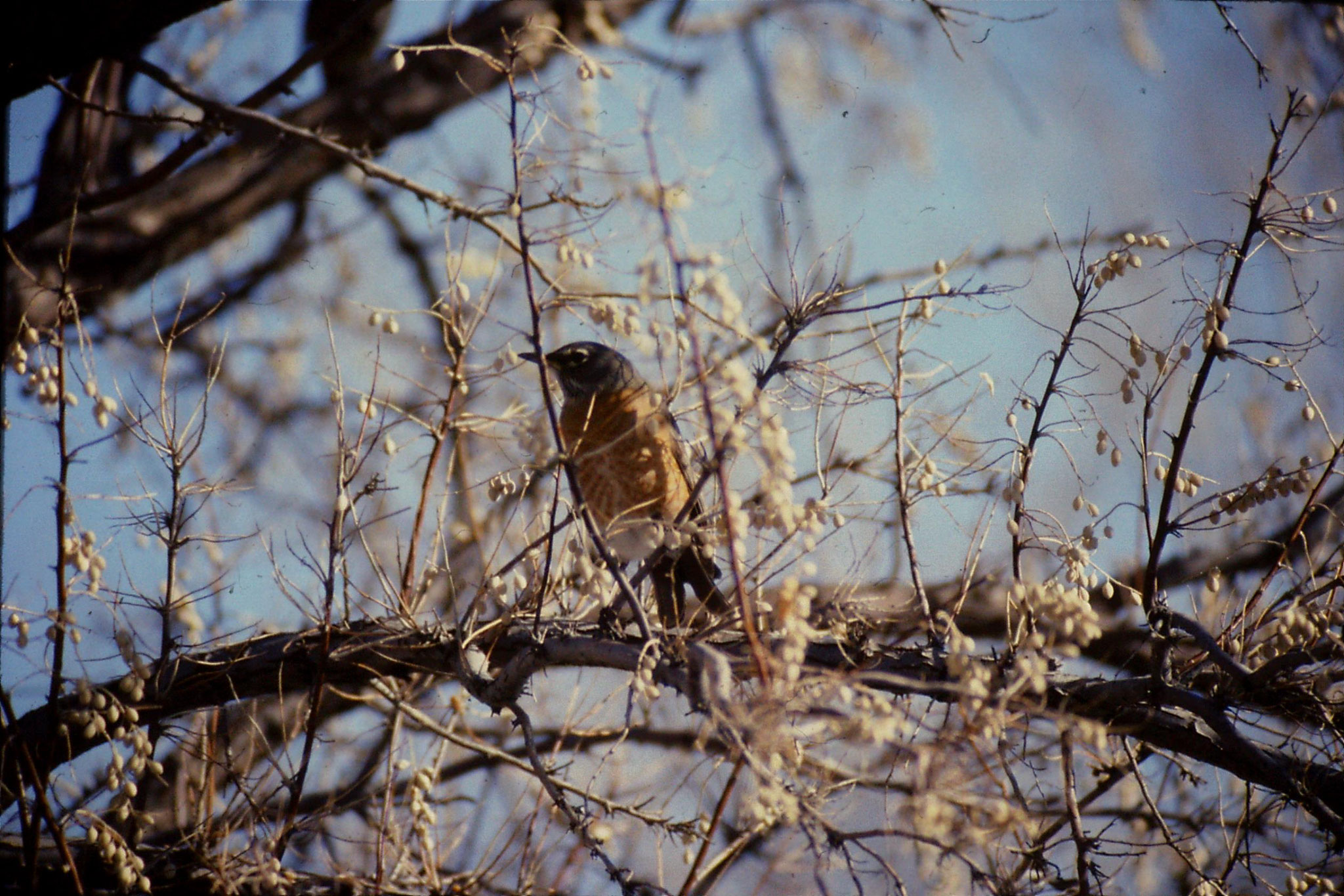 24/1/1991: 31: Bruneau Sand Dunes: American robin