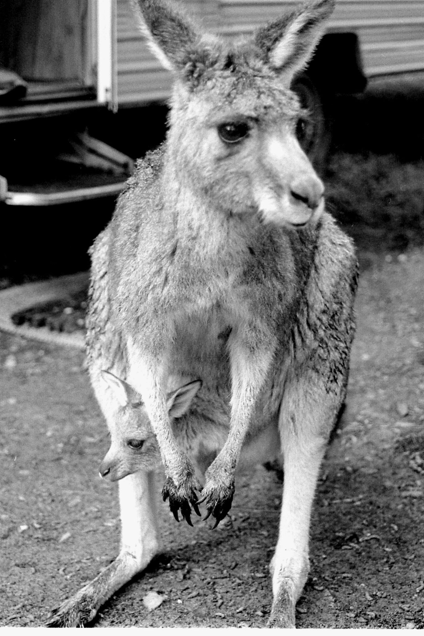 21/9/1990: 31: Grampians Zumsteins campsite