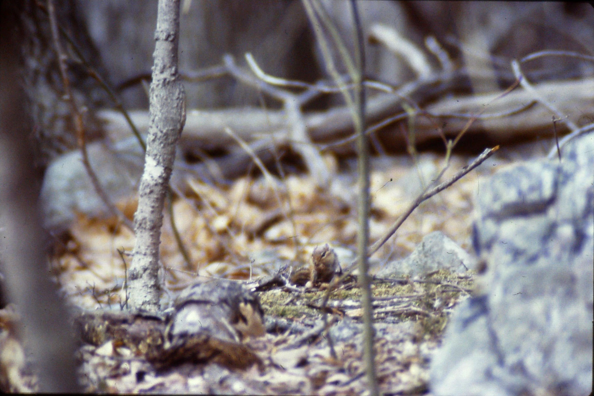 21/3/1990: 32: Seneca Rocks WV Eastern chipmunk