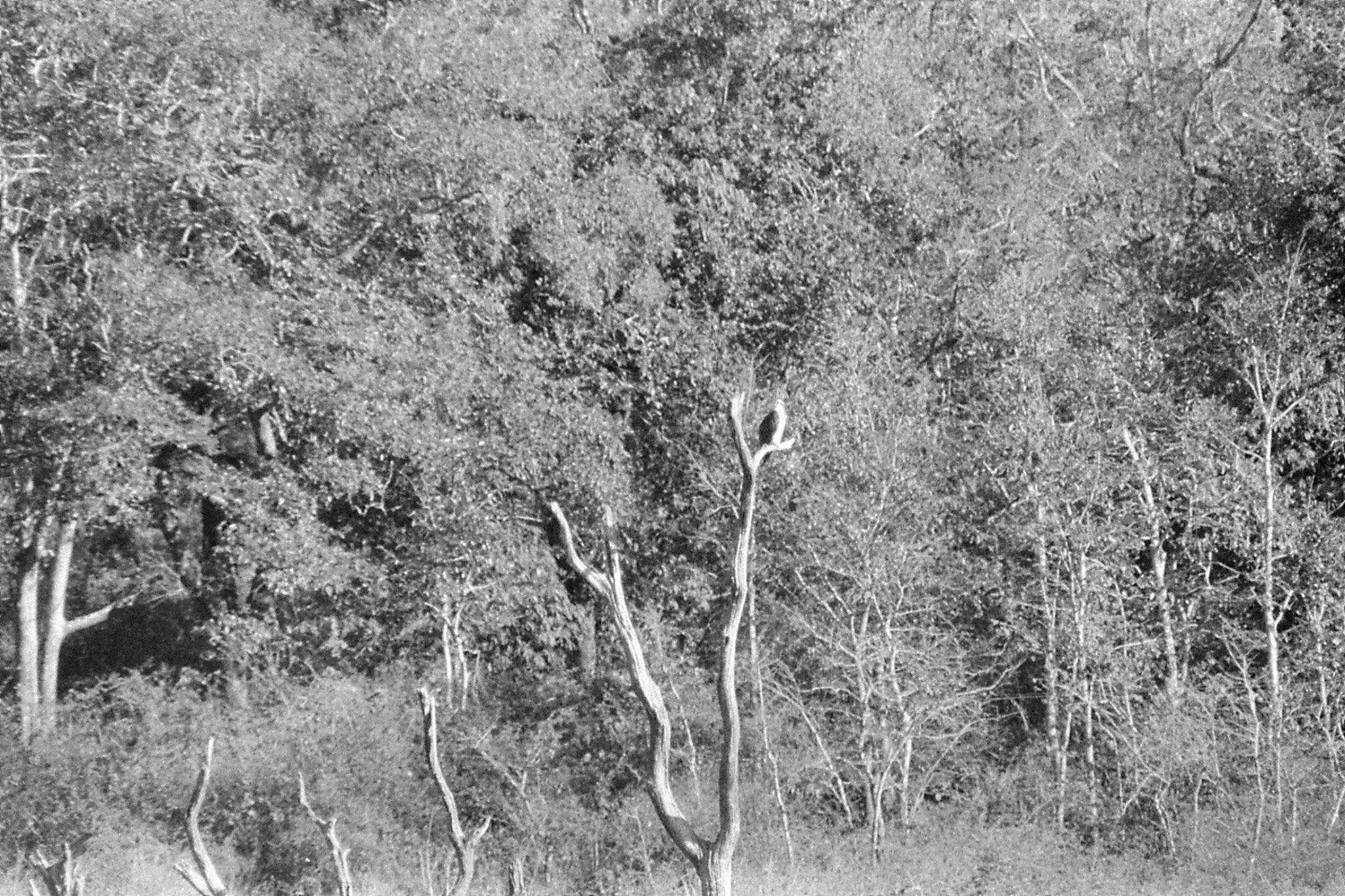 097/27: 23/2/1990 Periyar osprey