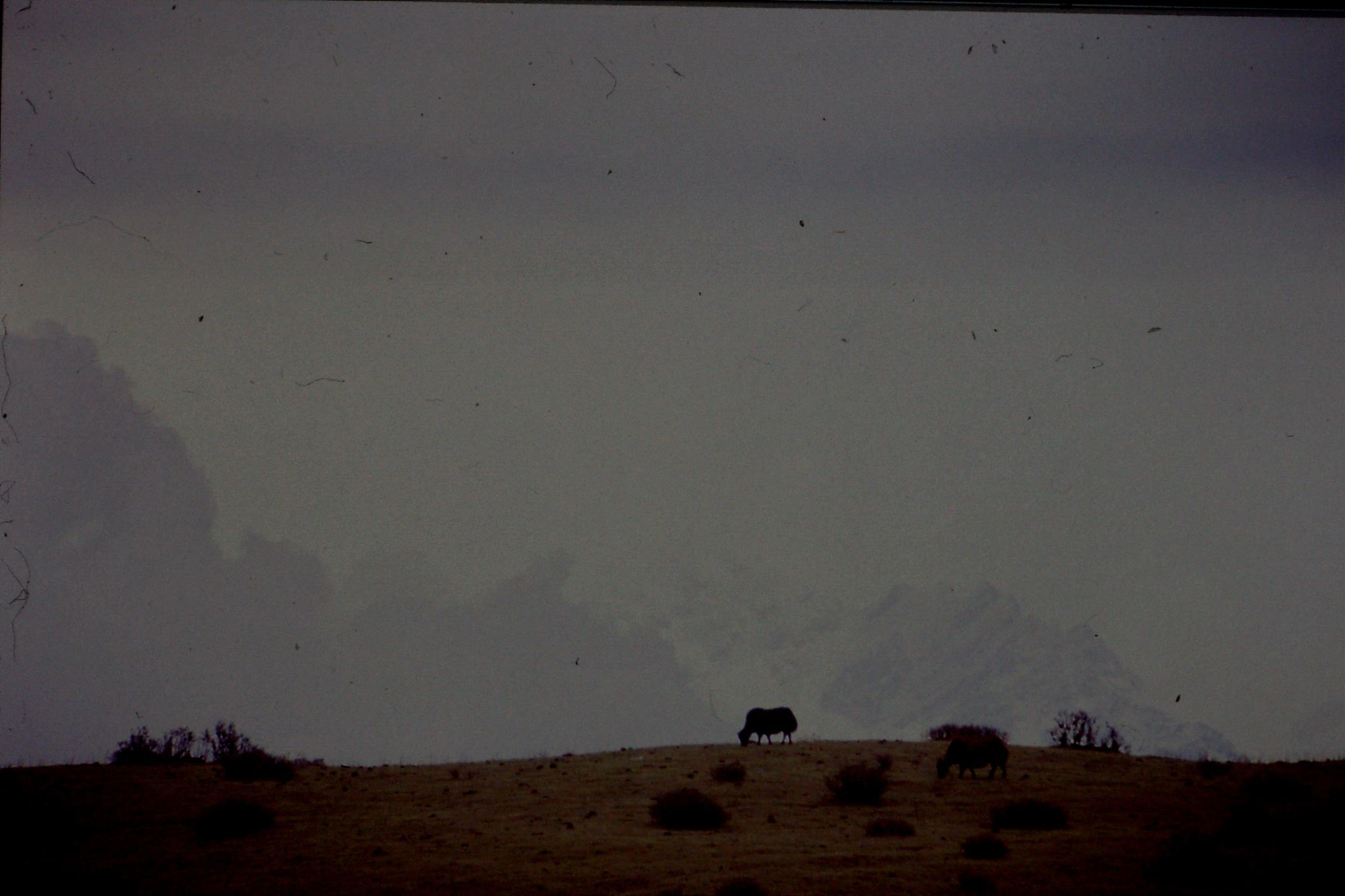 7/5/1990: 12: after Sandakpu, yak with Kanchenjunga behind