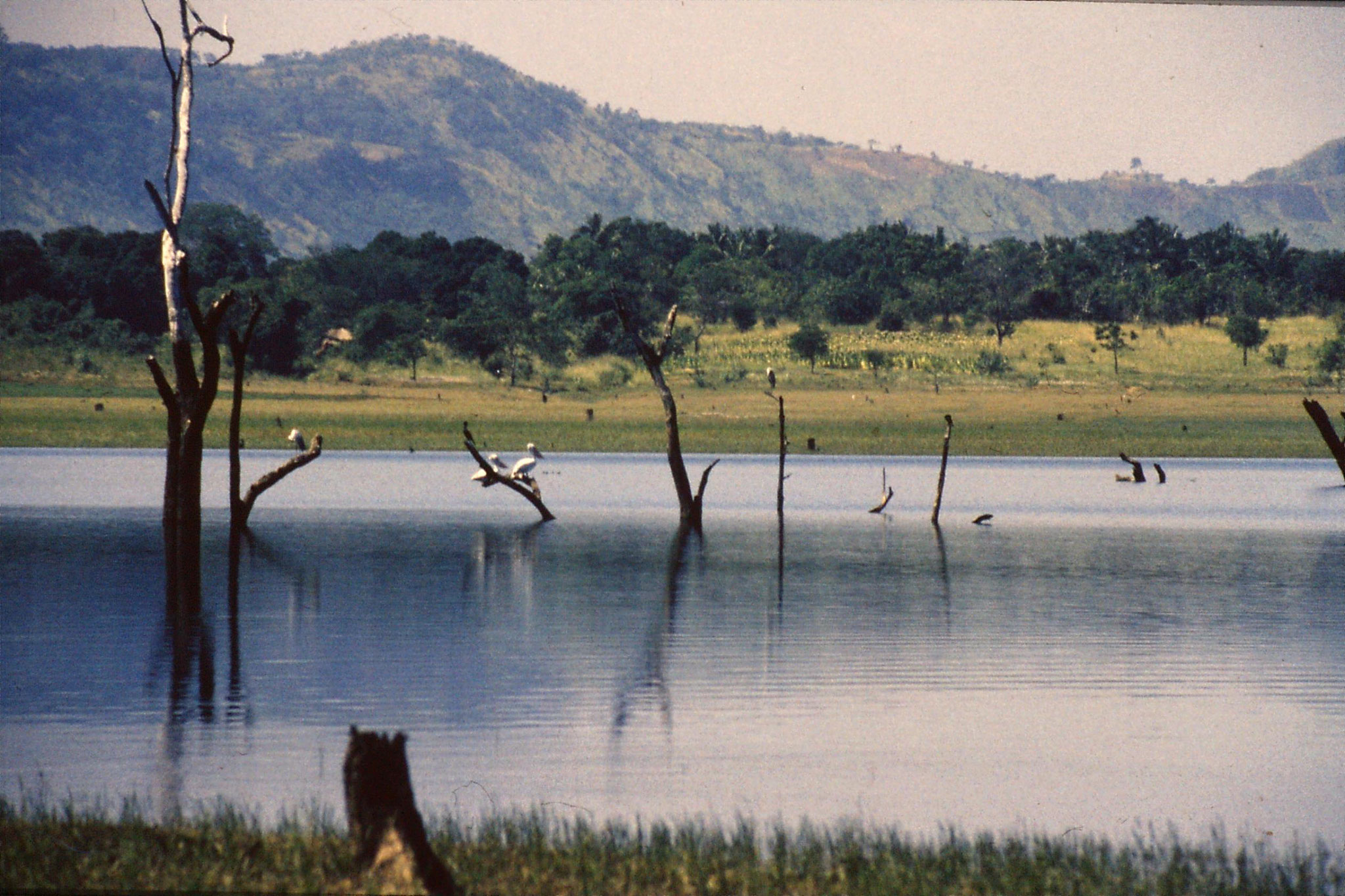 28/1/1989: 33: Uda Walawe pelicans and herons