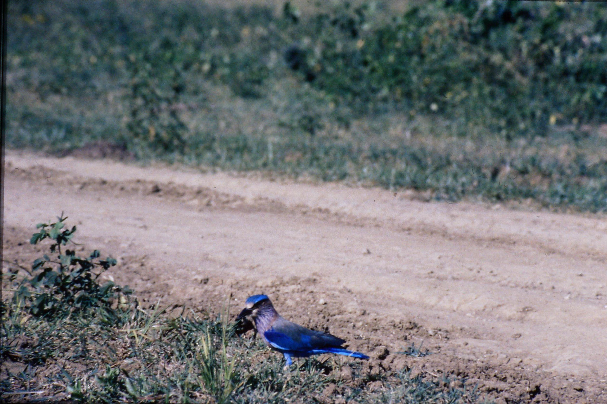 27/1/1989: 28: Yala National Park Indian Roller