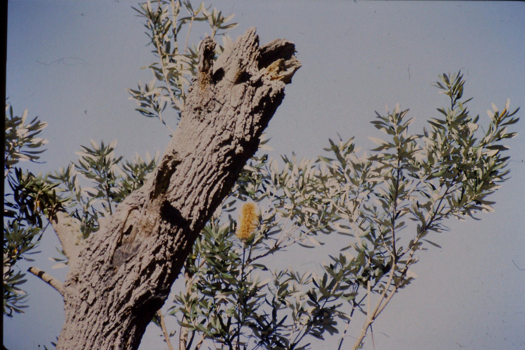 1/10/1990: 5: Gipsland Lakes Nat. Pk., Emu Bight, banksia in bloom