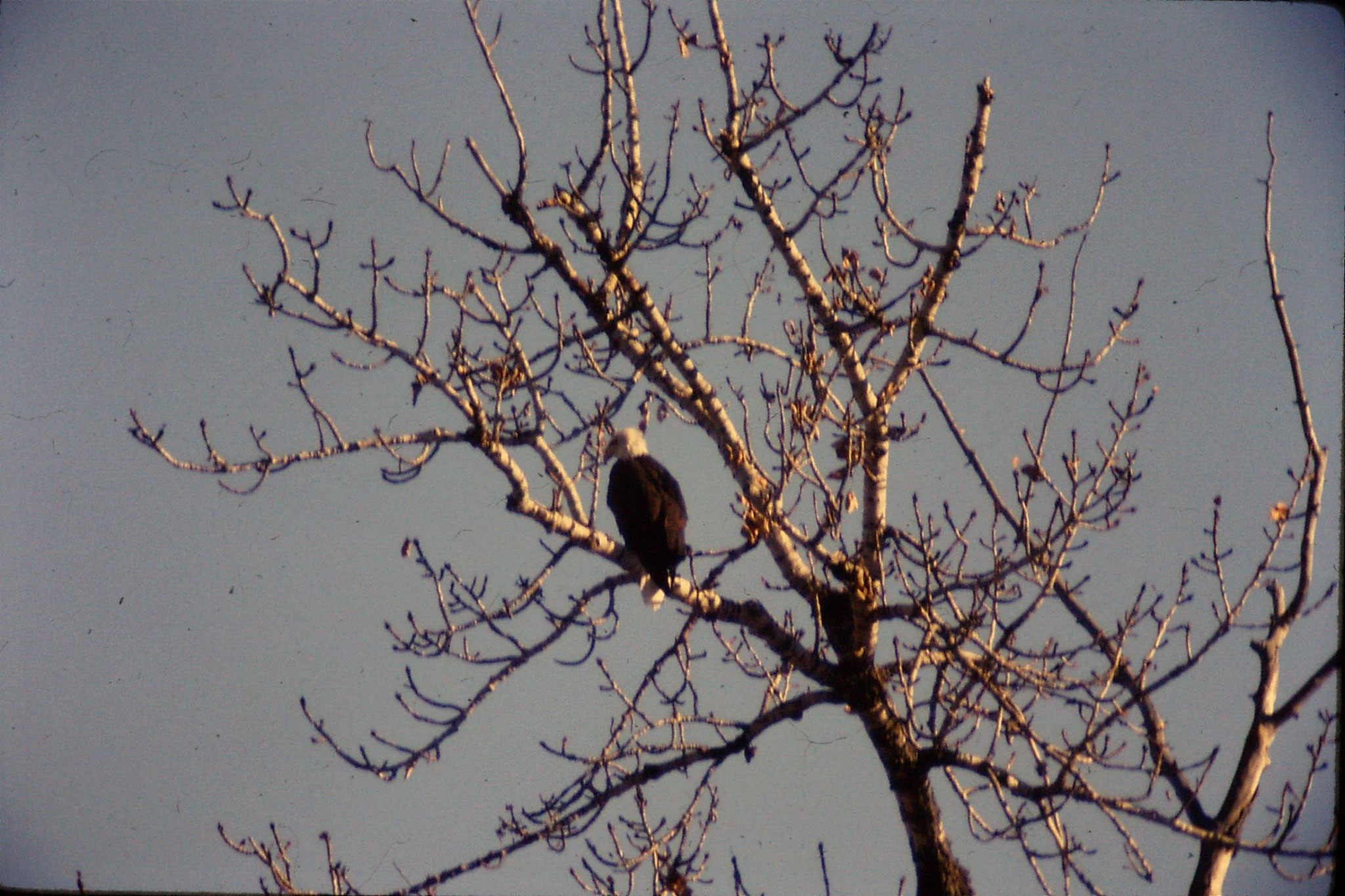 23/1/1991: 23: bald eagles