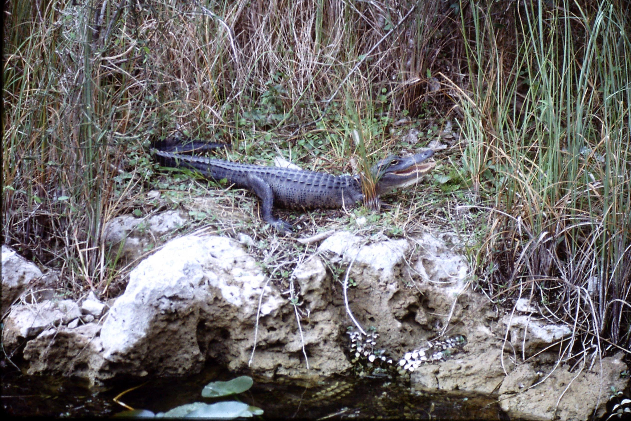 9/1/1991: 33: Shark Valley, alligator