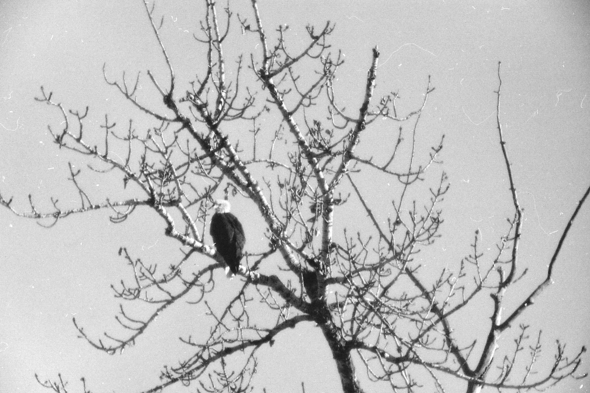 23/1/1991: 5: Boise Bald Eagle