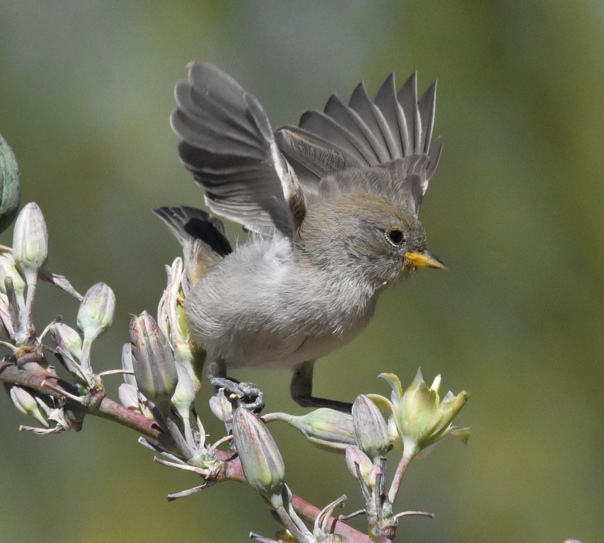 Verdin