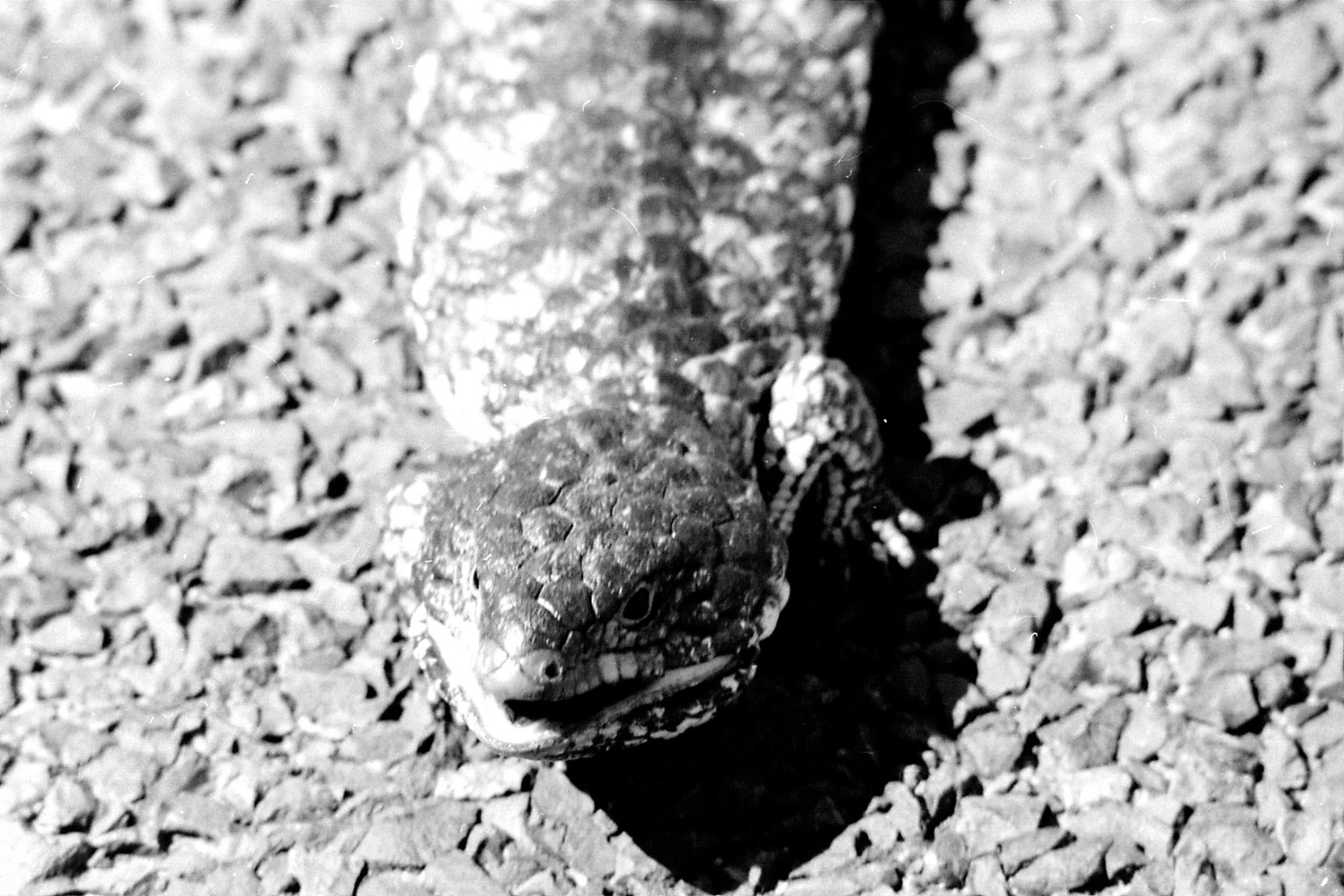 23/9/1990: 12: Little Desert stump tailed lizard