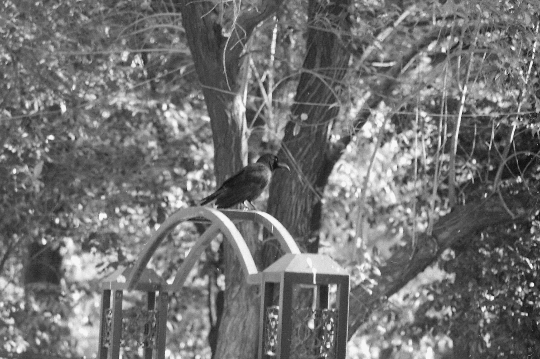 2/1/1989: 5:pictures around Imperial Palace  - mourning for Emperor