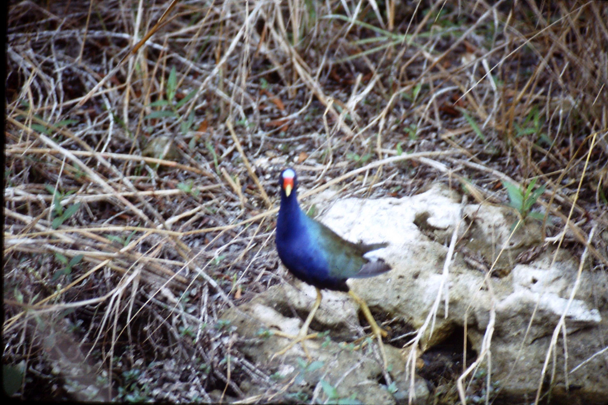 9/1/1991: 31: Shark Valley, purple swamphen