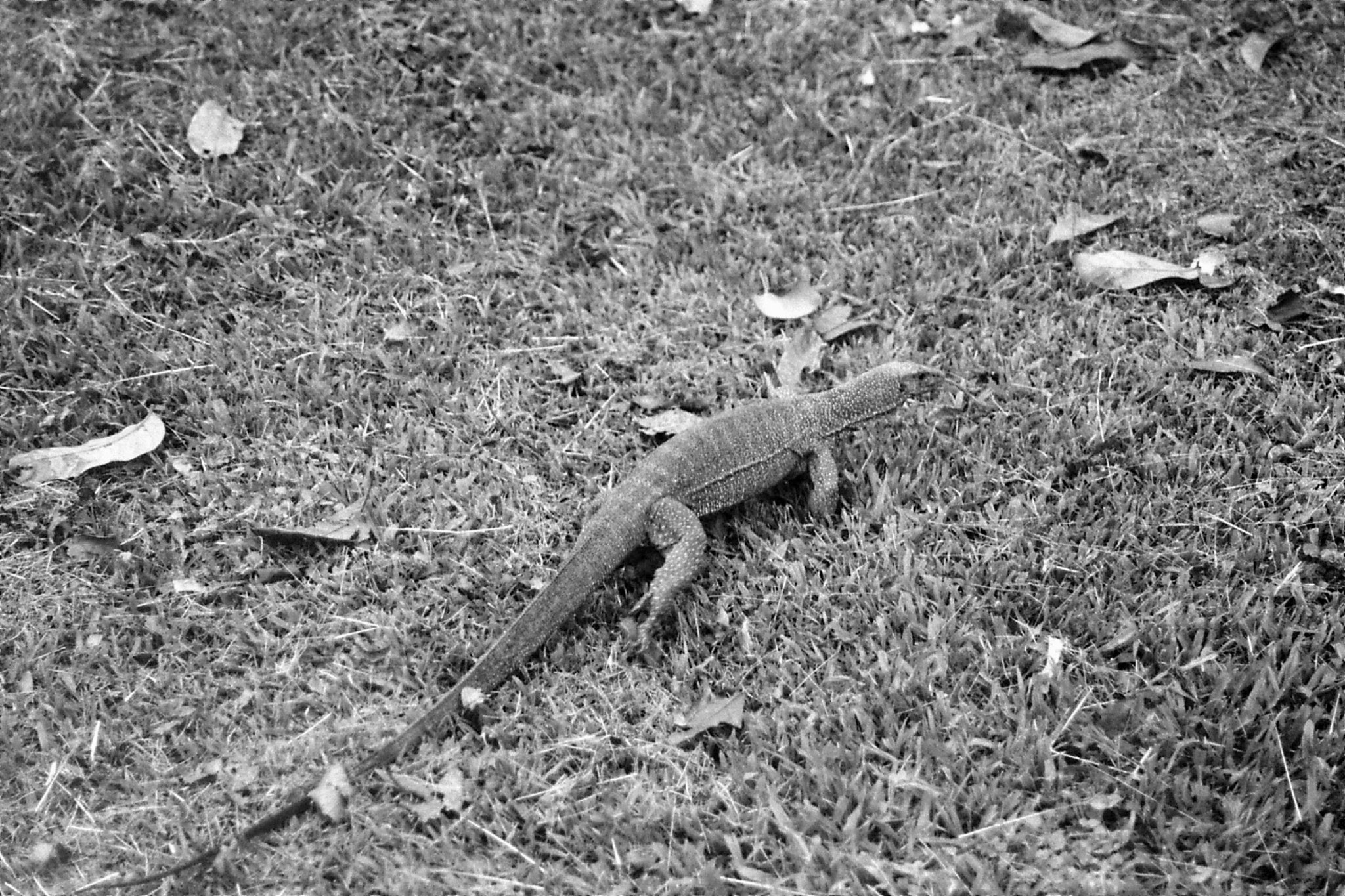 22/6/1990: 37: Tamen Negara, monitor lizard 1m long