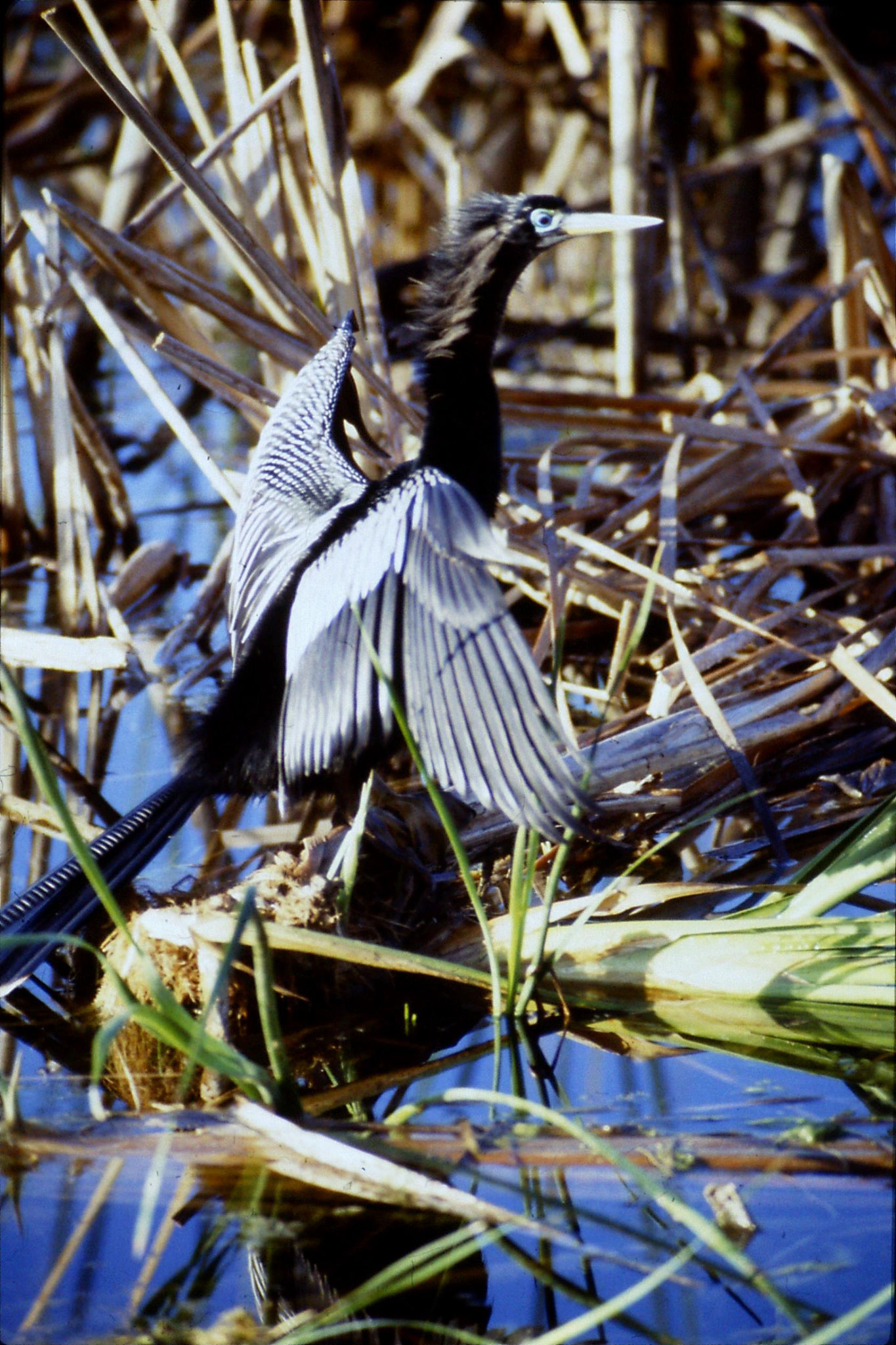 7/3/1991: 27: Loxahatchee 