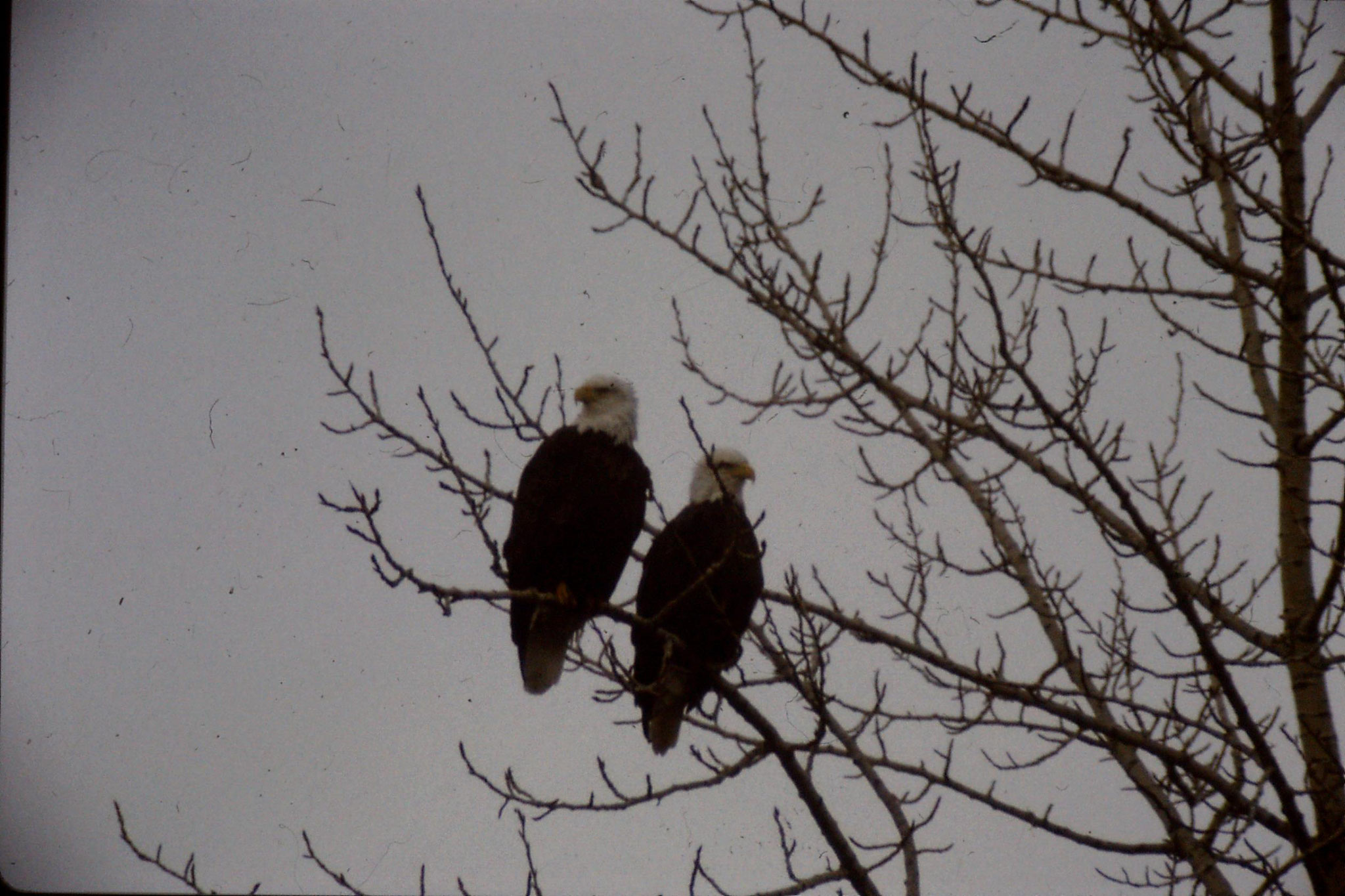 3/2/1991: 12: Boise