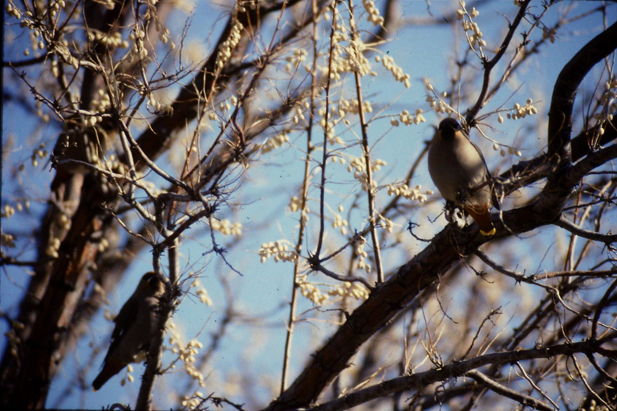 24/1/1991: 29: Bruneau Sand Dunes: Bavarian waxwings