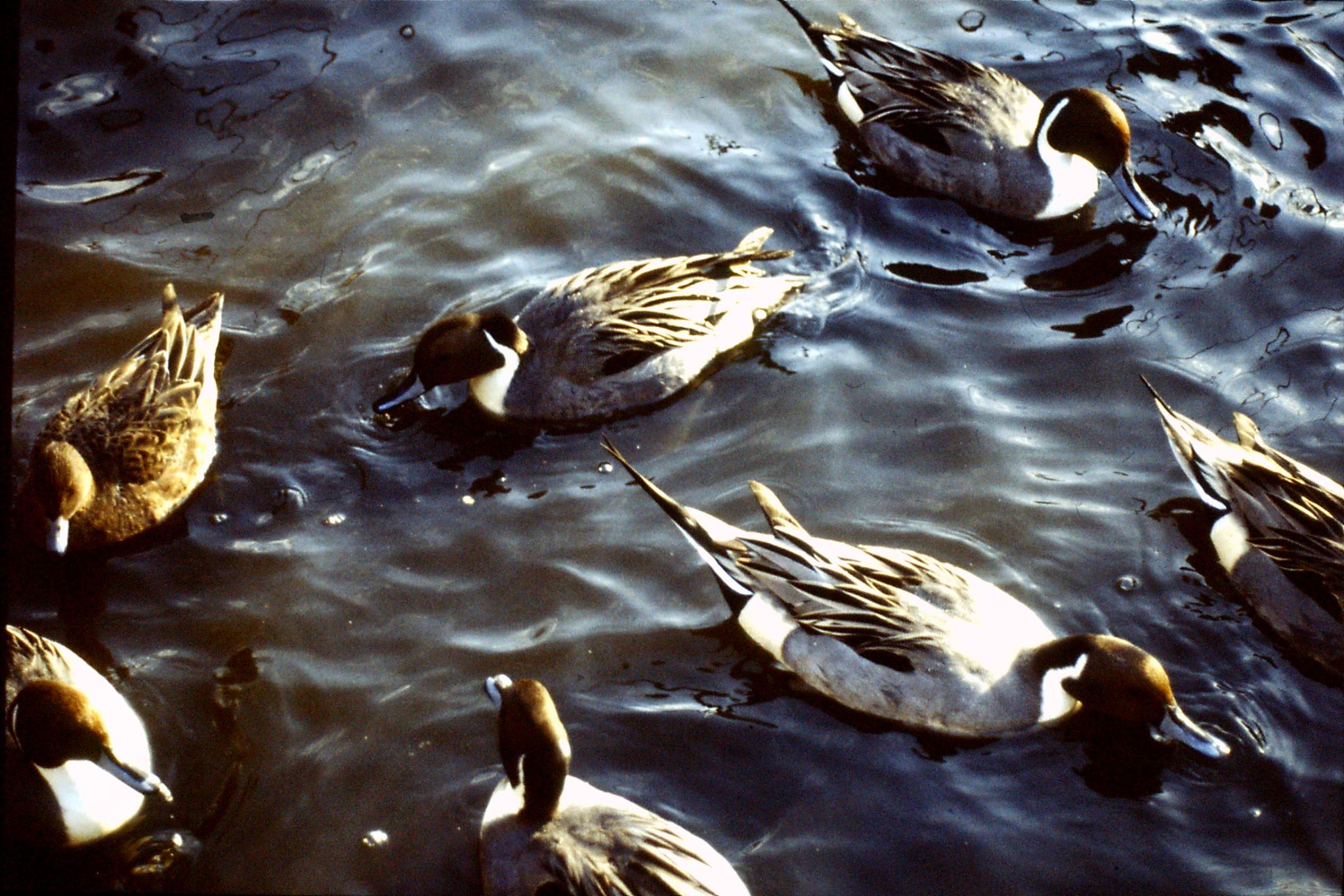 4/1/1989: 3: Ueno Park