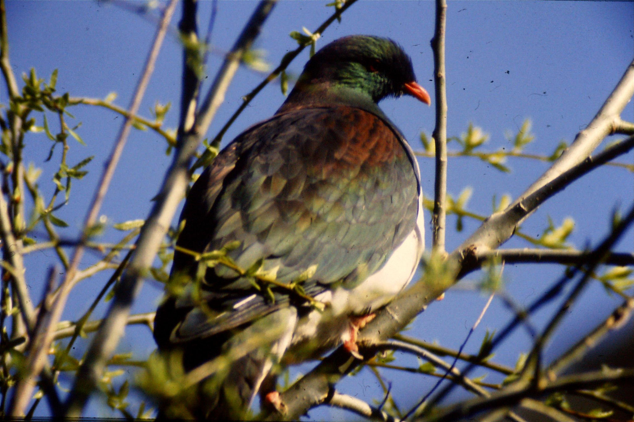 29/8/1990: 31: Tangarakau, pictures around farm