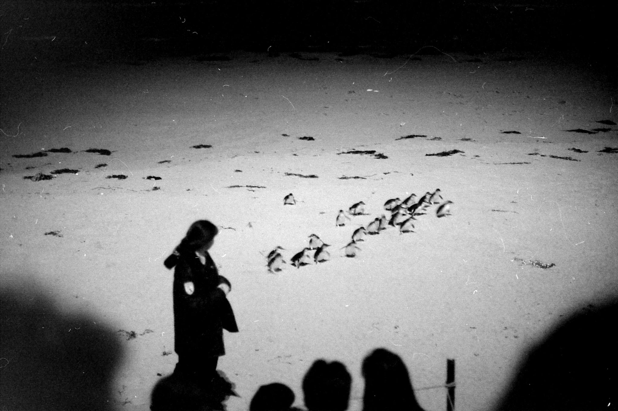 3/10/1990: 26: Philip Island penguins
