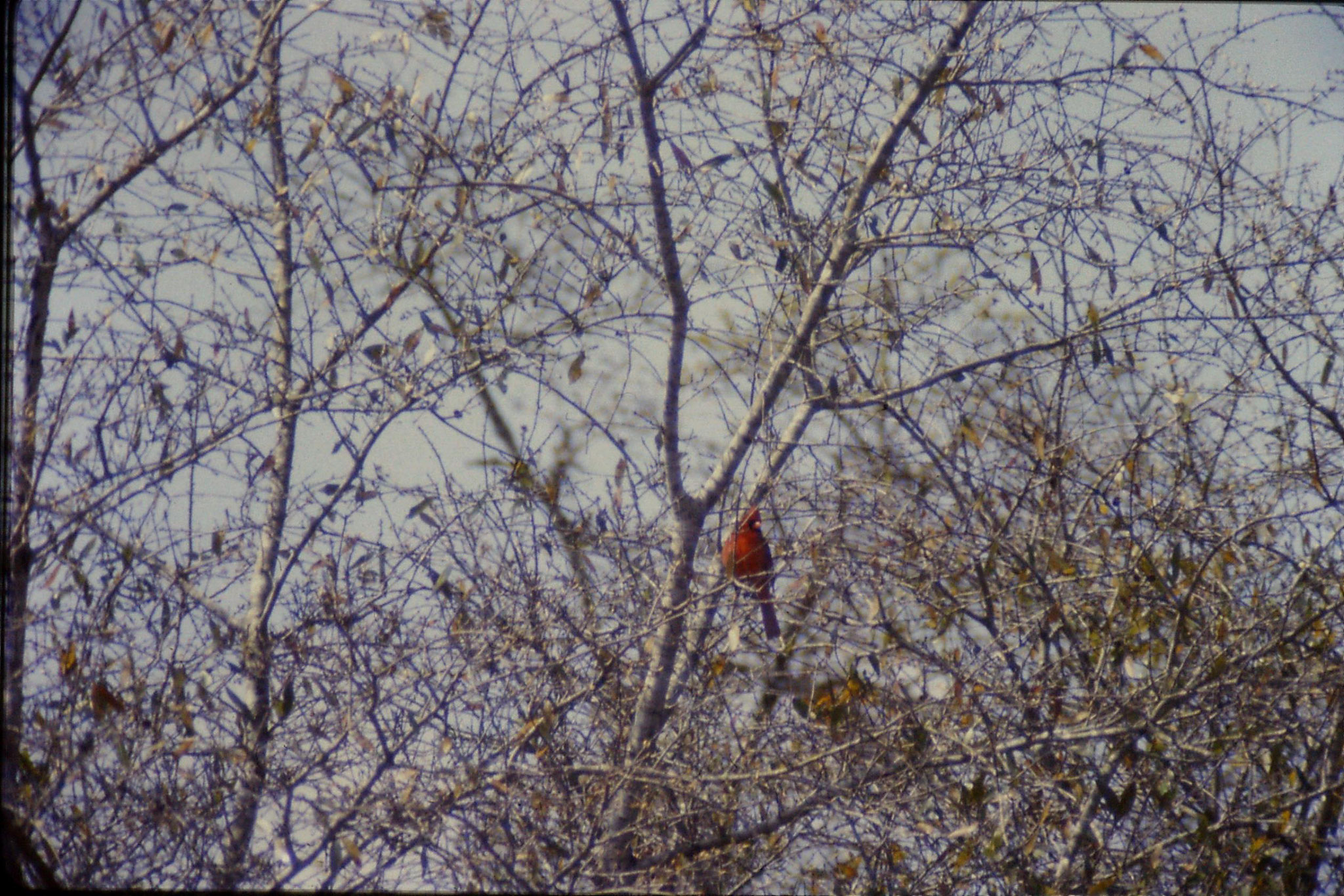 14/3/1991: 17: Little Okmulgee State Park cardinal