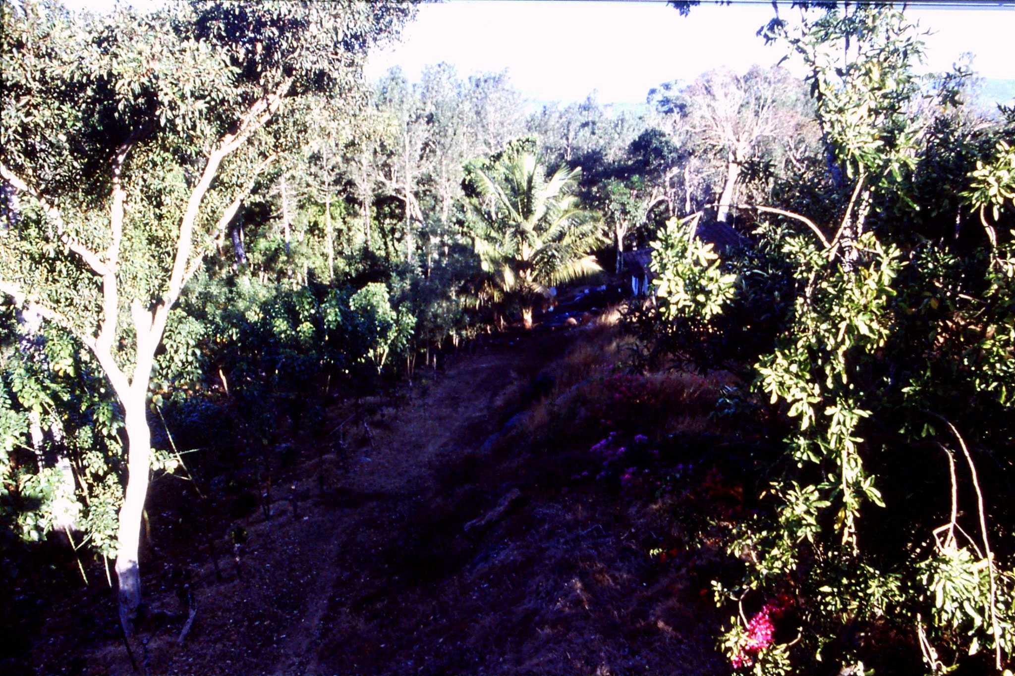 108/2: 9/3/1990 Suntikoppa - garden with coffee bushes