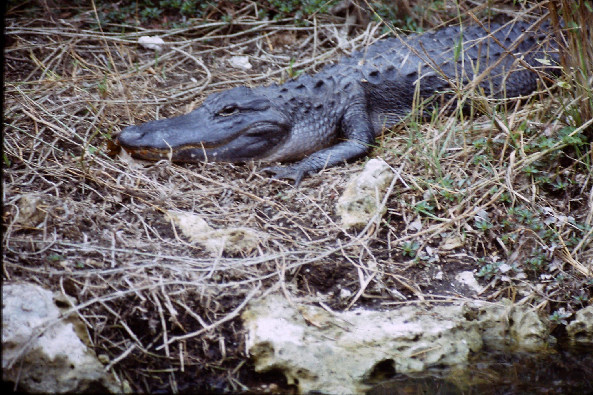 9/1/1991: 32: Shark Valley, alligator