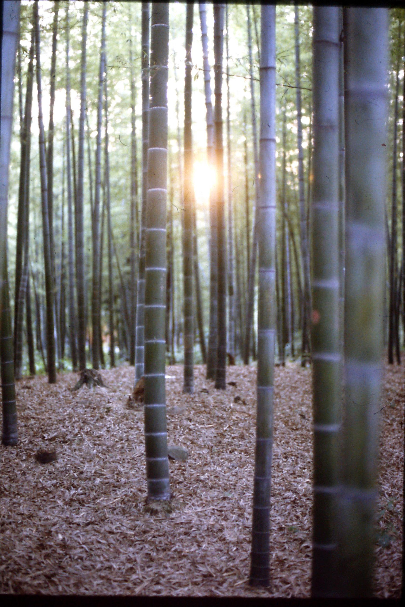 31/5/1989: 29: bamboo forest neat Zhe Da