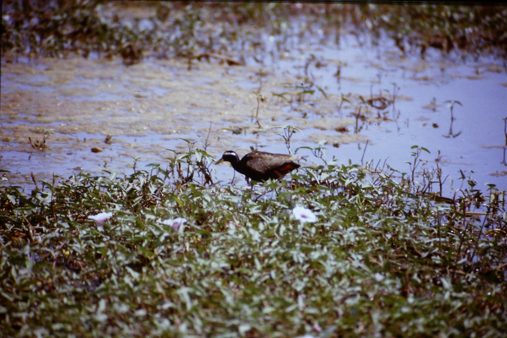 109/15: 1/4/1990 Bharatpur - Bronze winged Jacana