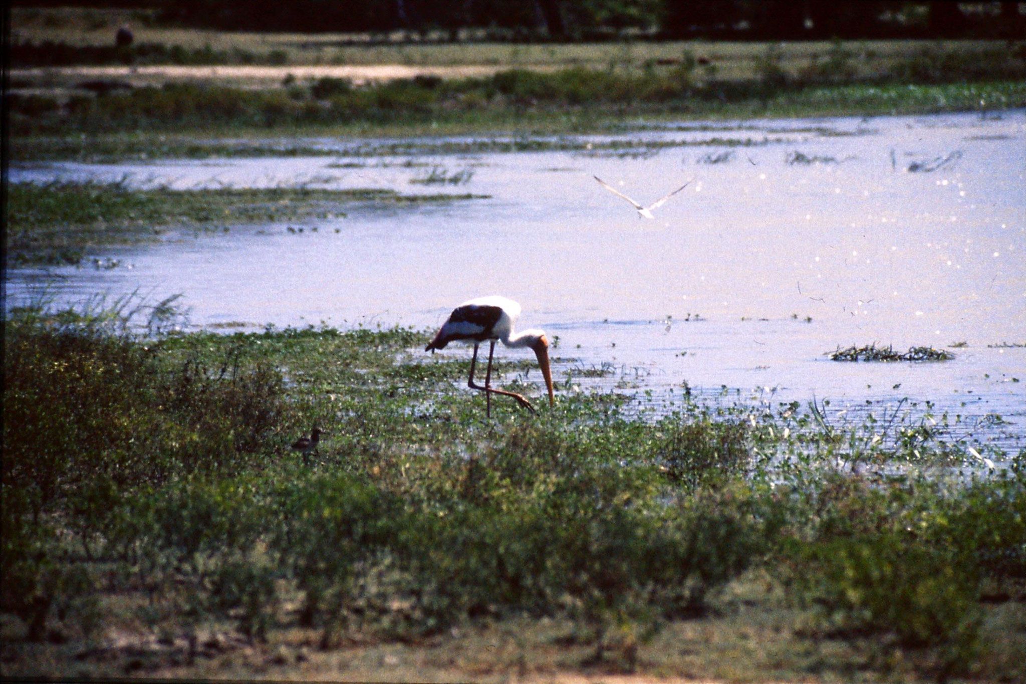 27/1/1989: 19: Yala National Park painted stork