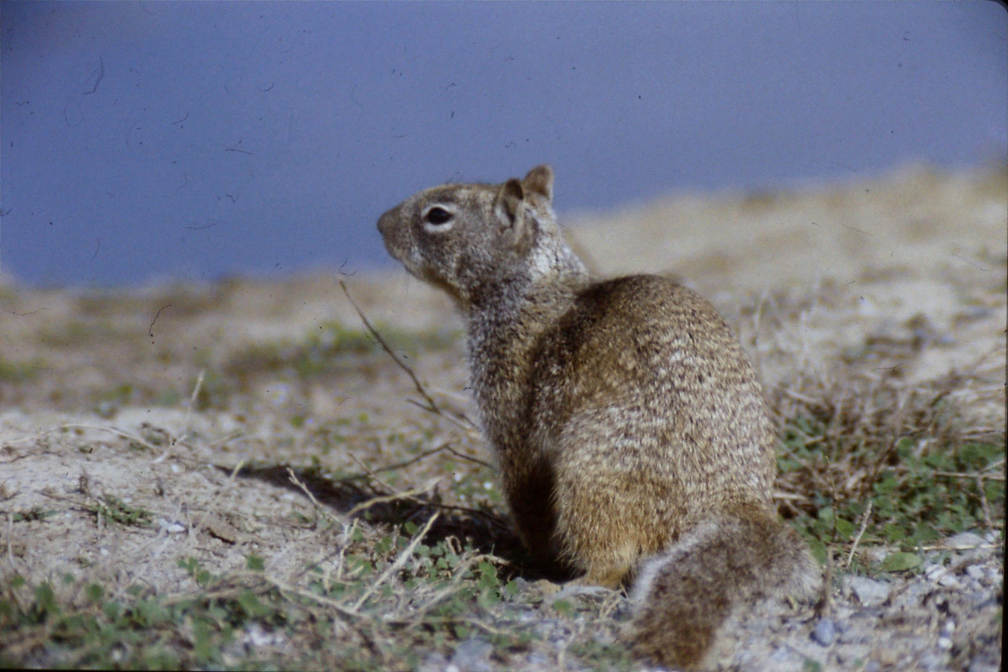 15/2/1991: 9: Sacramento NWR, Beechy Ground Squirrel