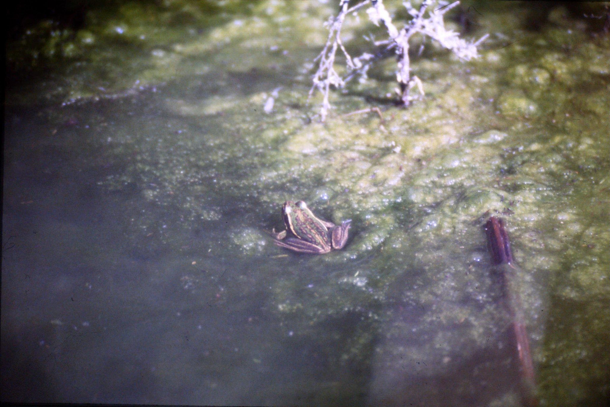 31/8/1990: 28: Waimangu frogs