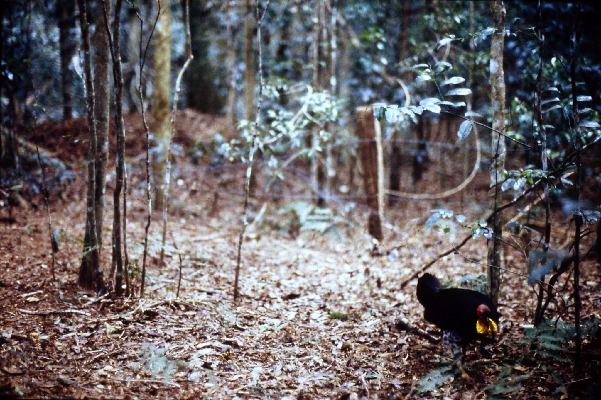 14/10/1990: 22: Mt Lamington, Brush turkey and nest mound