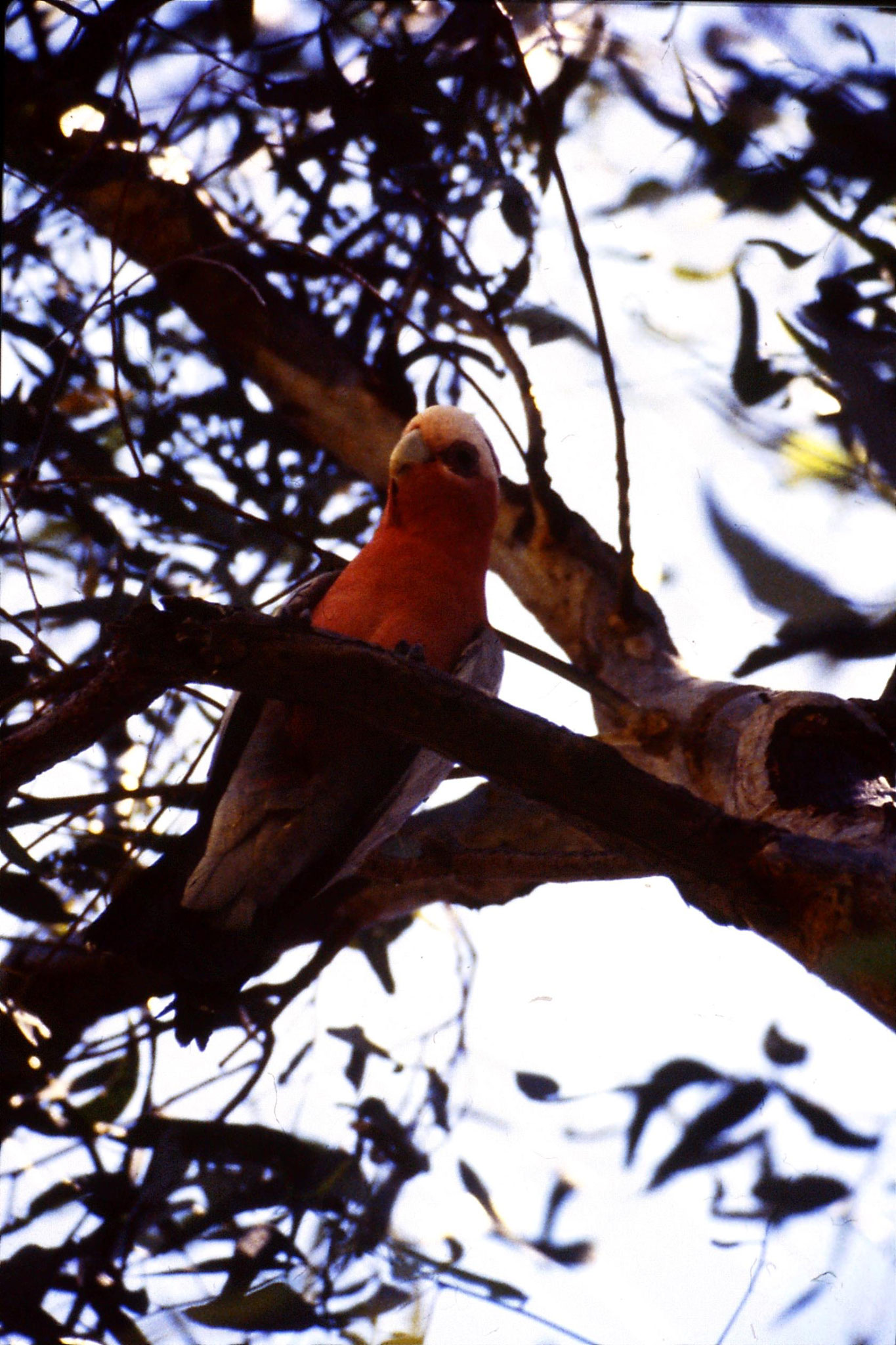 2/11/1990: 13: Cunnemulla, galahs