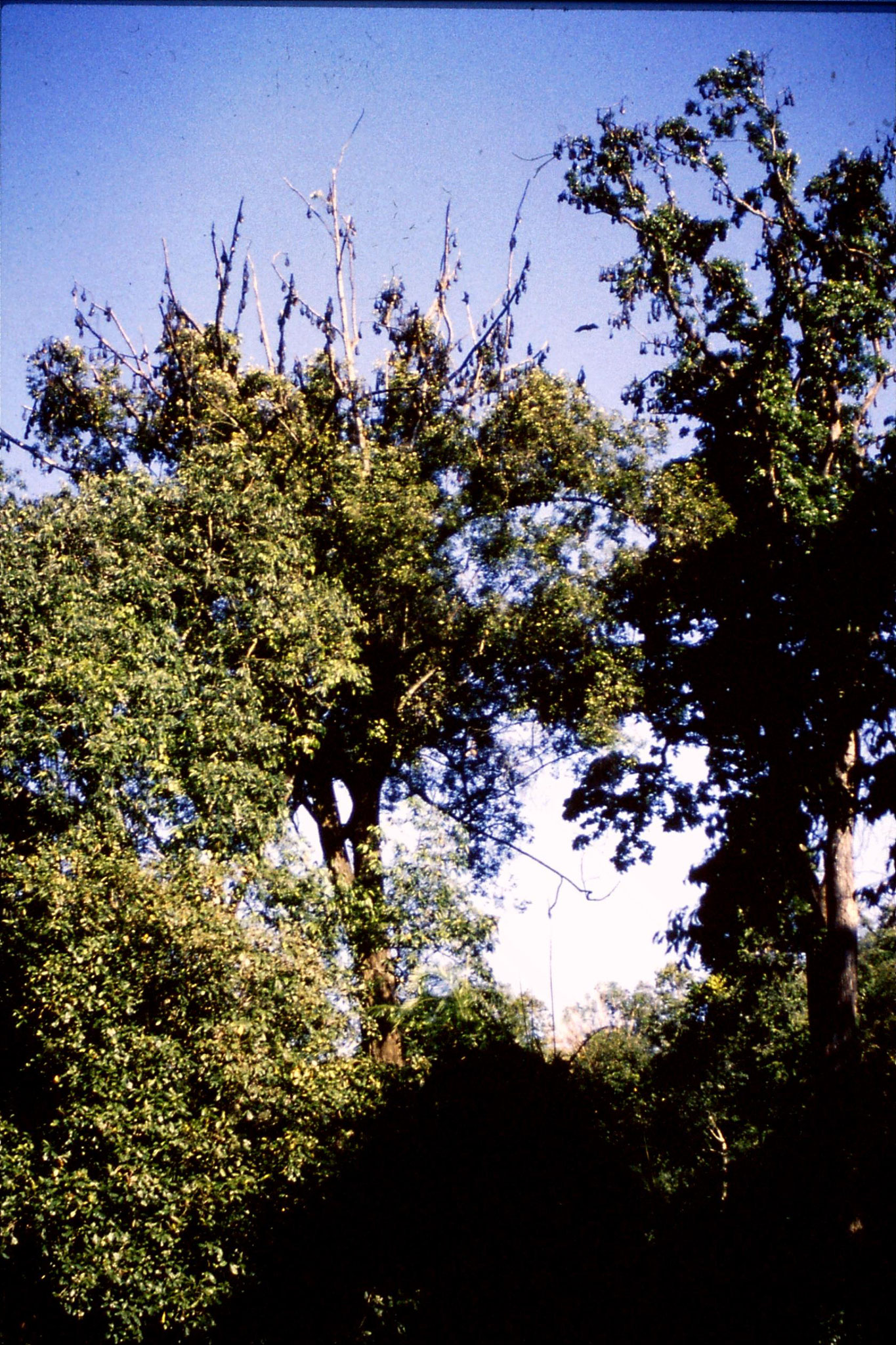 5/2/1990: 33: Kandy Botanic Gardens