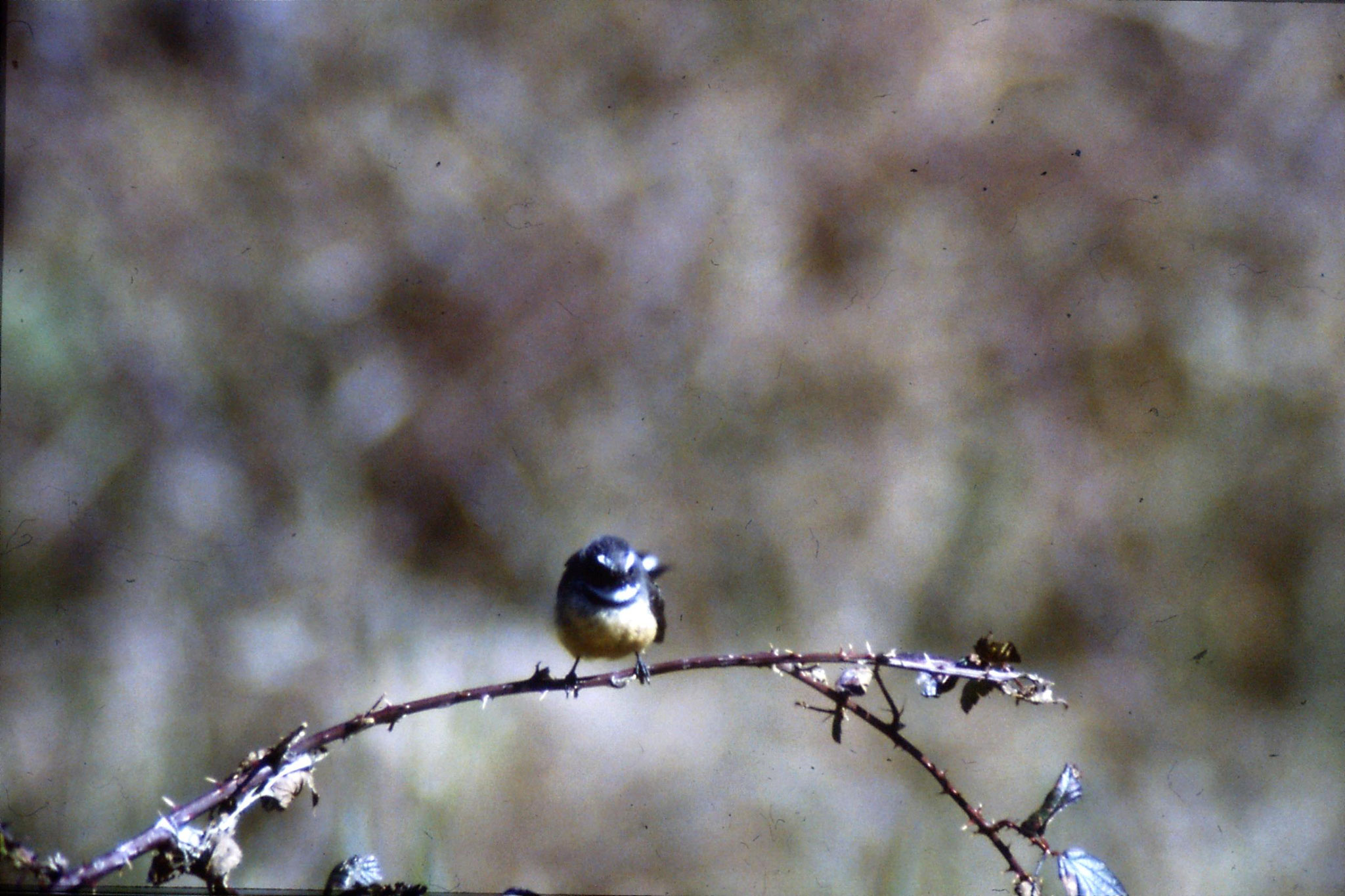 29/8/1990: 34: Tangarakau, fantail