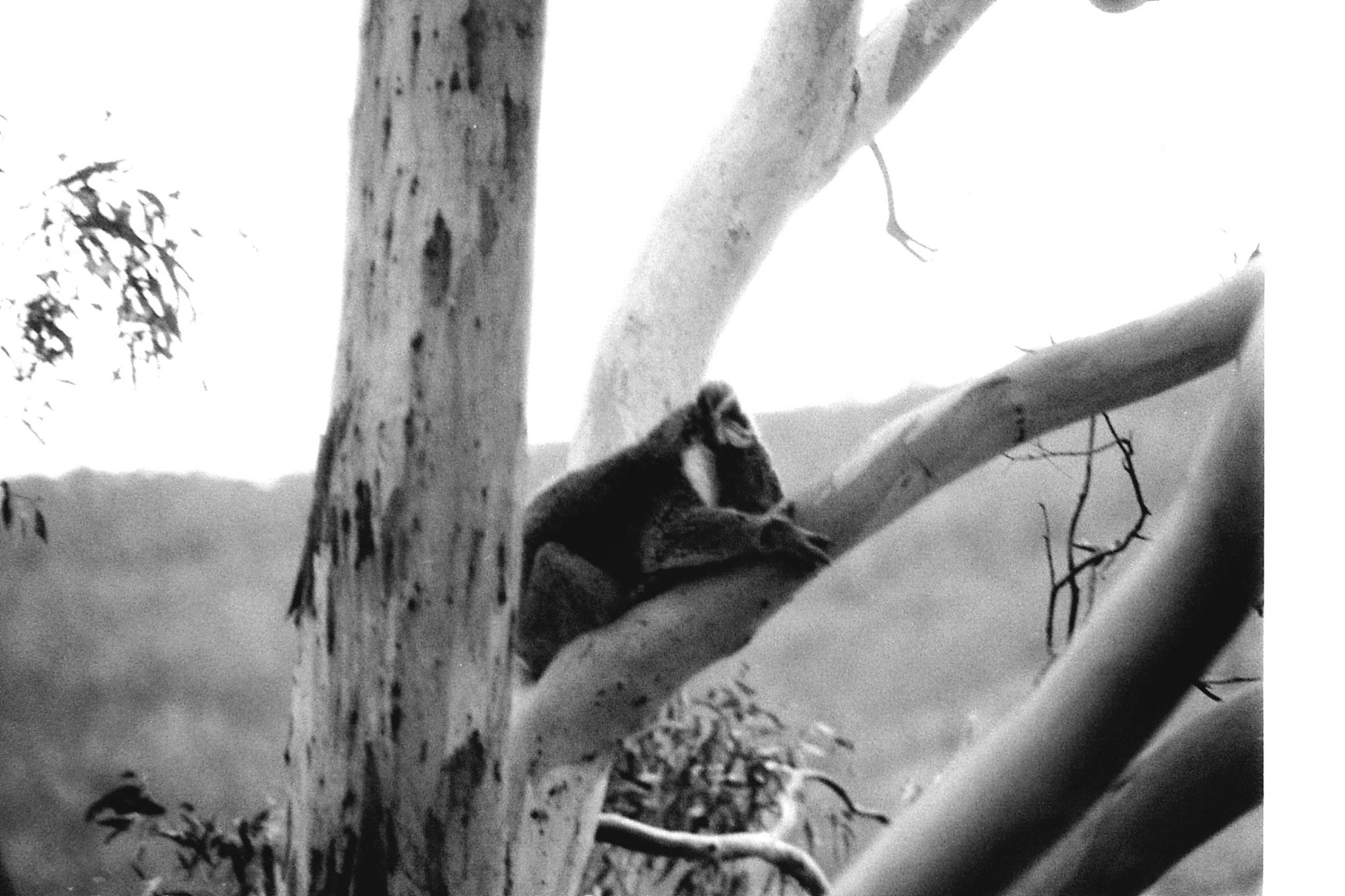 21/9/1990: 33: Grampians nr Hall's Gap