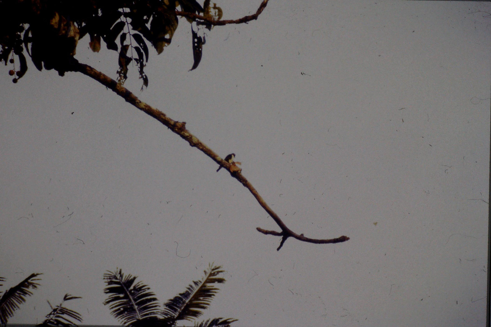 24/6/1990: 9: Tamen Negara Falconet with butterfly