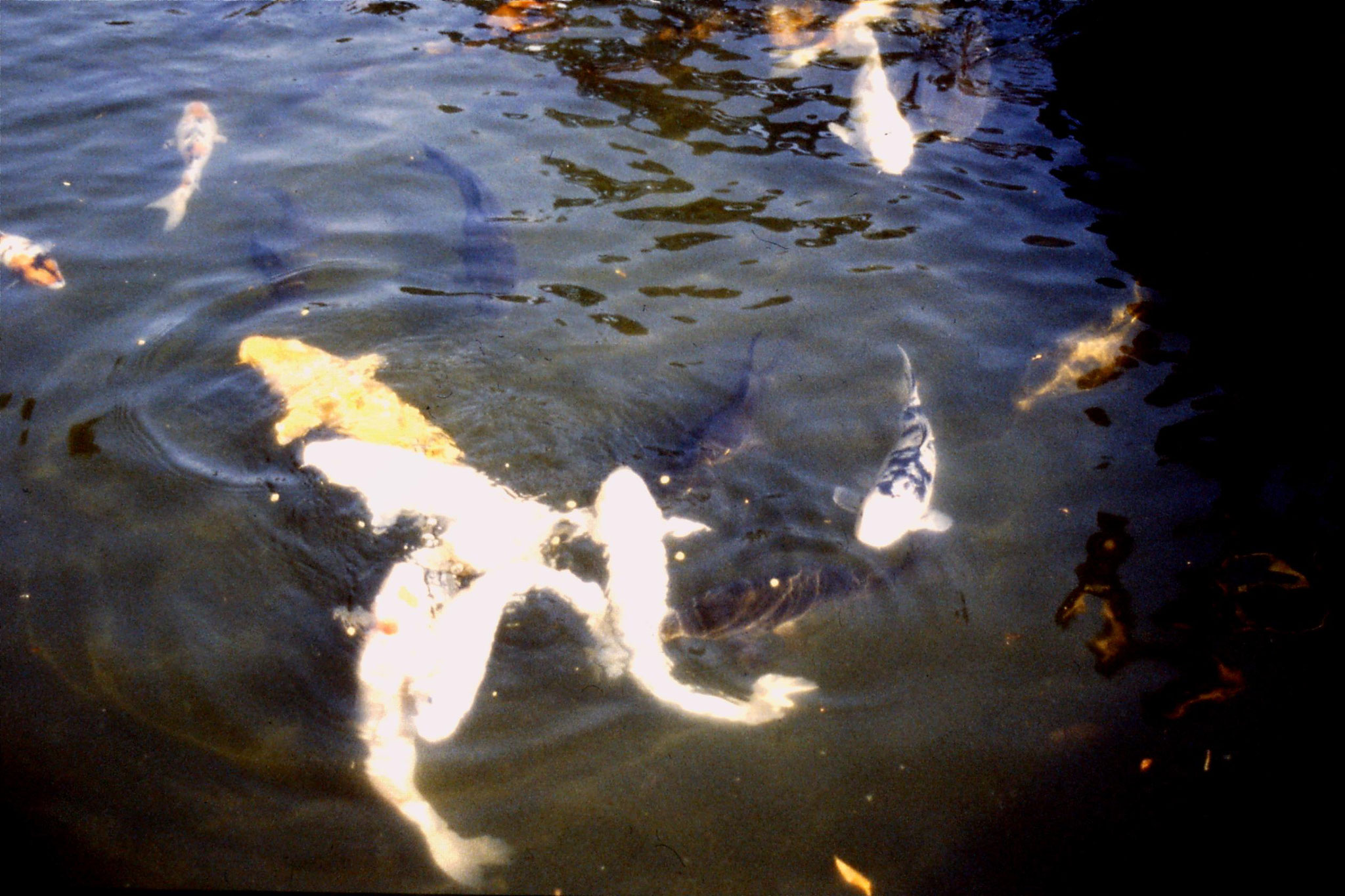 27/1/1989: 17: E feeding carp