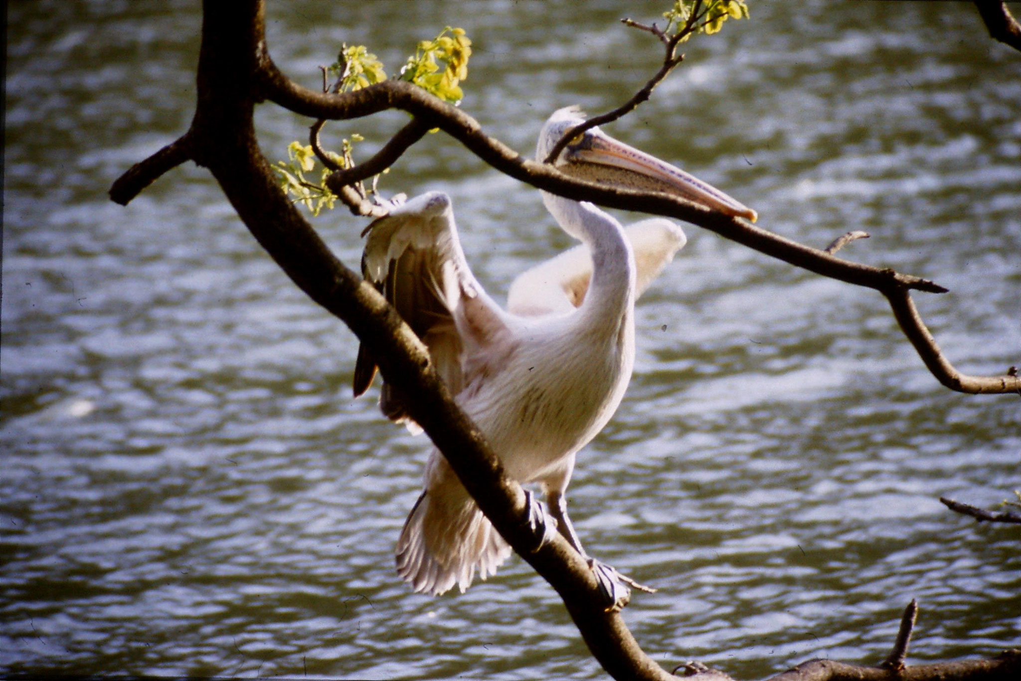 4/2/1990: 14: Kandy Lake pelican