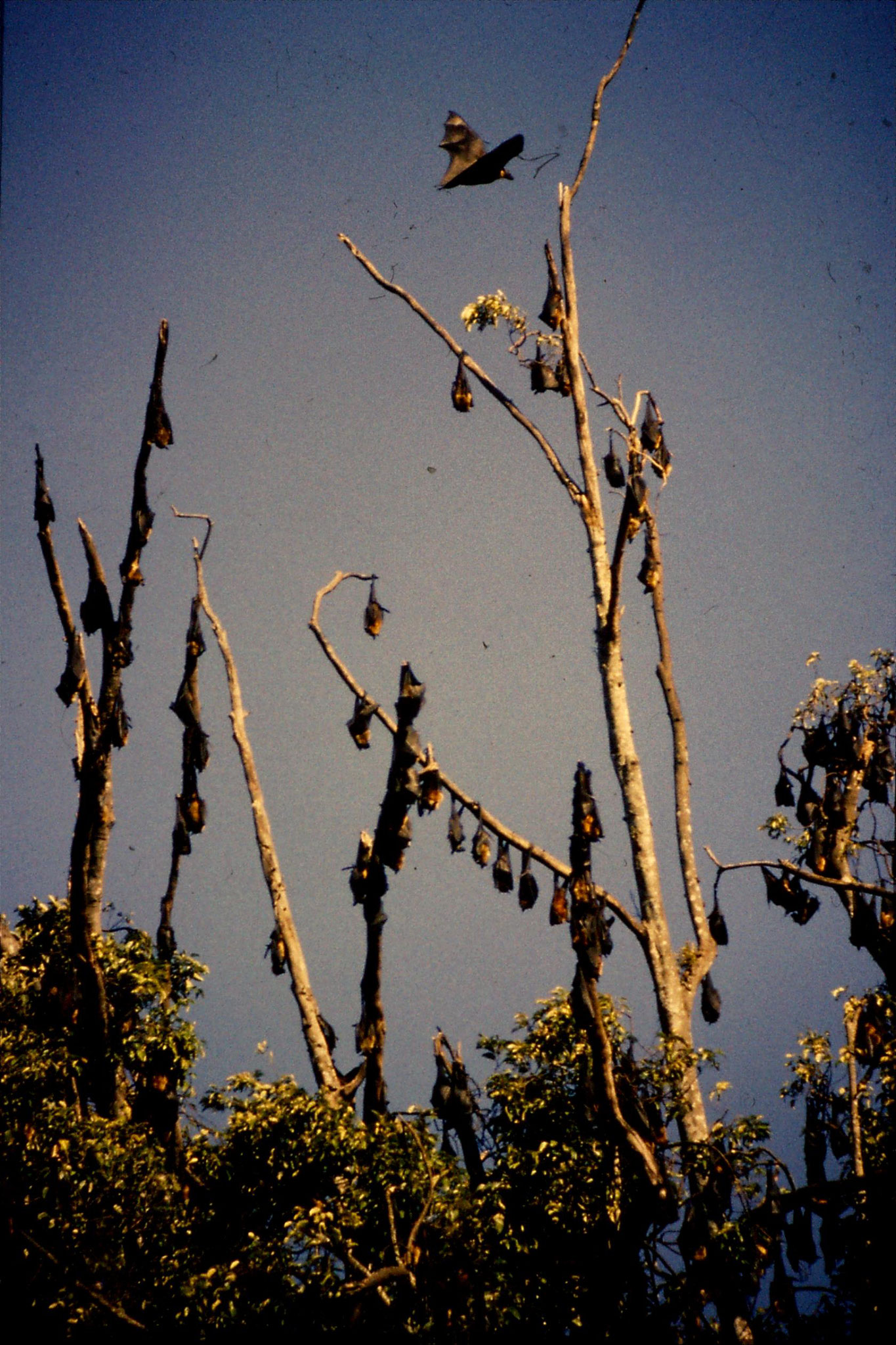 5/2/1990: 32: Kandy Botanic Gardens