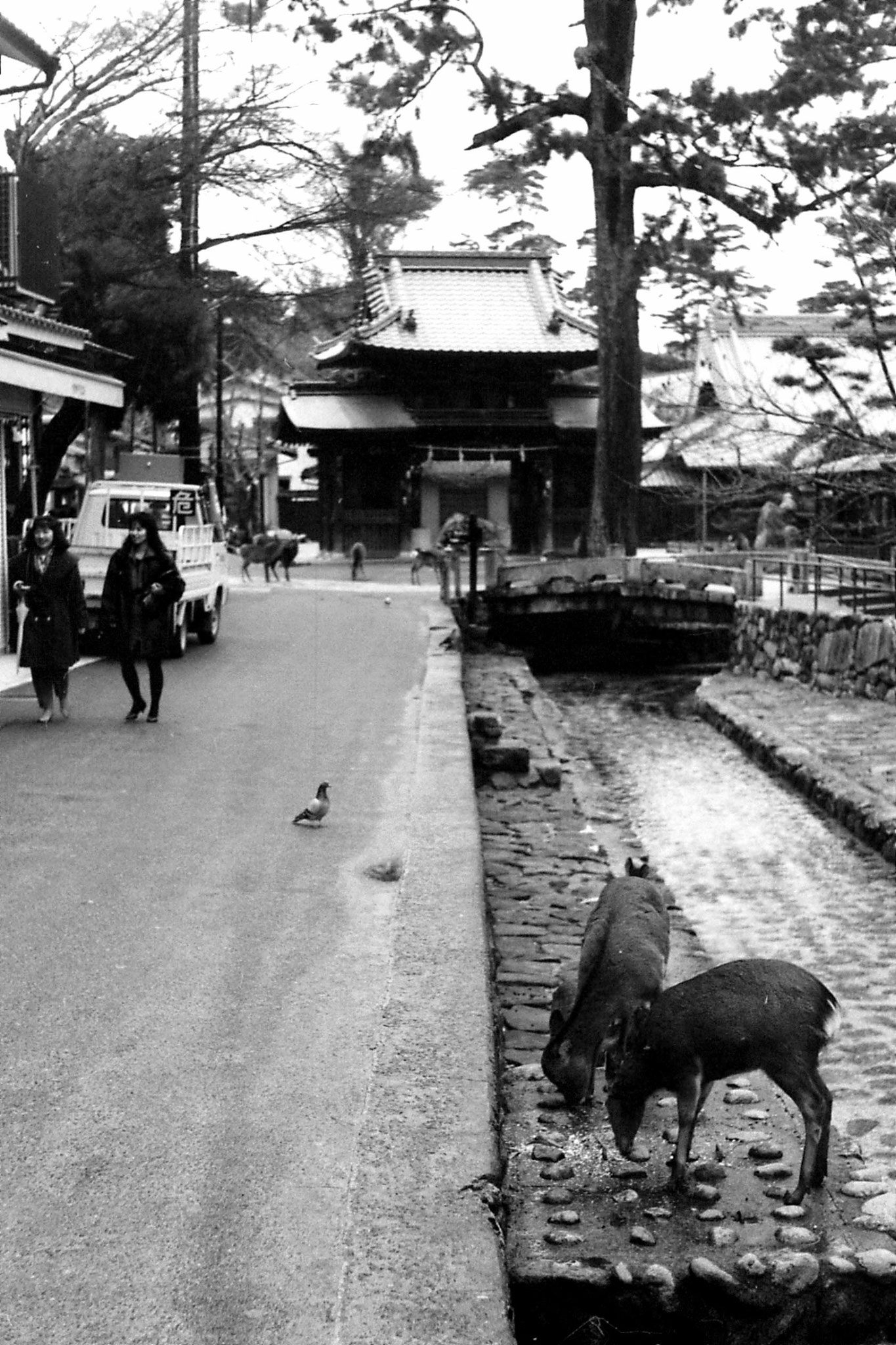 23/1/1989: 29: Miyajima